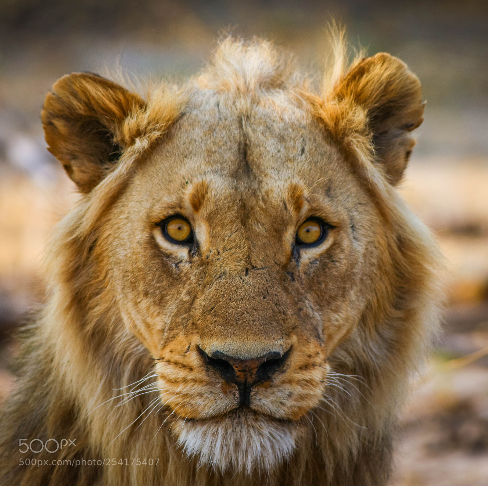 Canon EOS-1Ds Mark III sample photo. Lion photography
