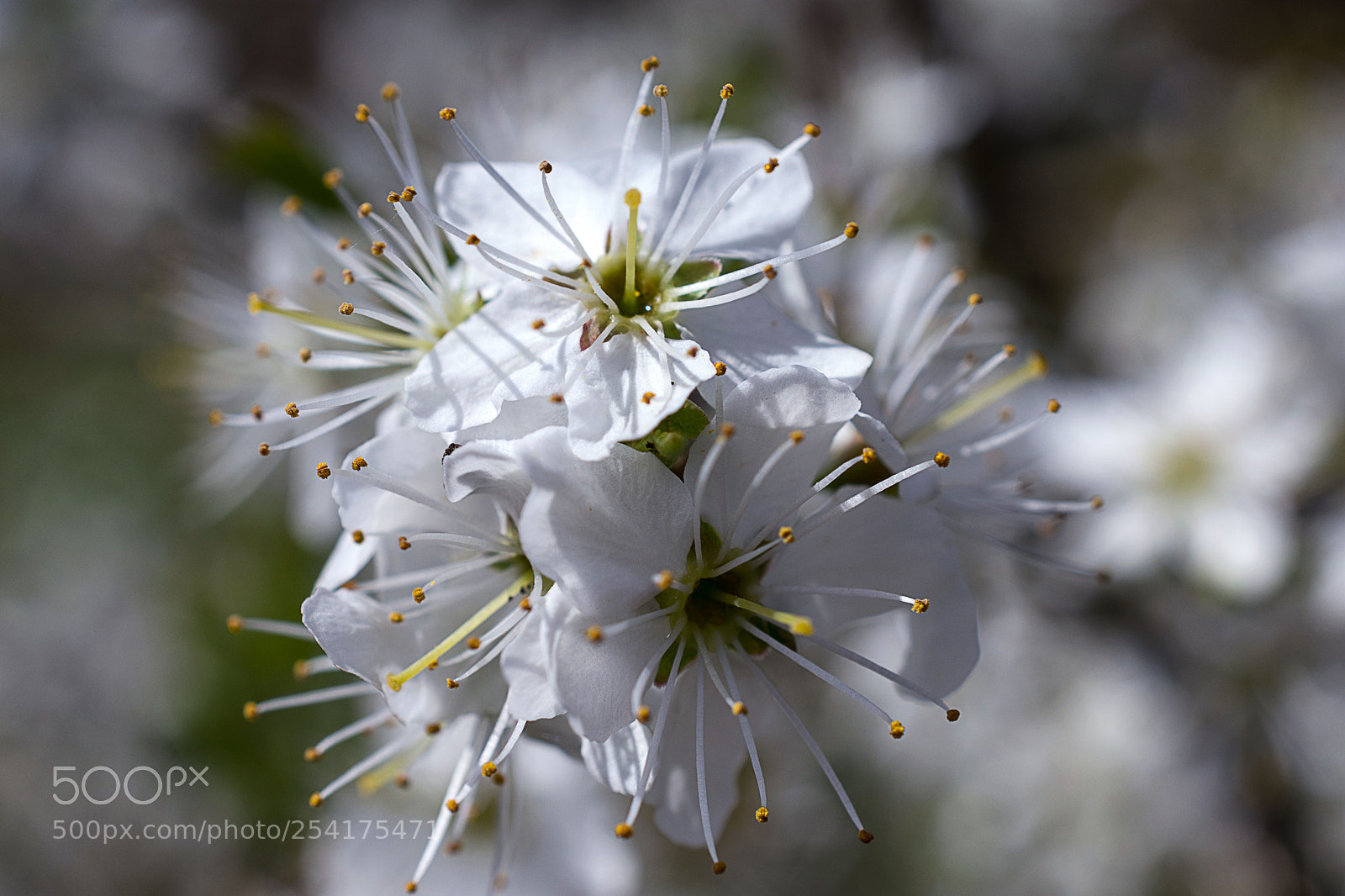Nikon D7200 sample photo. Schwarzdorn photography