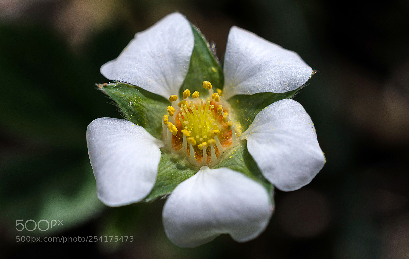 Nikon D7200 sample photo. Walderdbeere photography