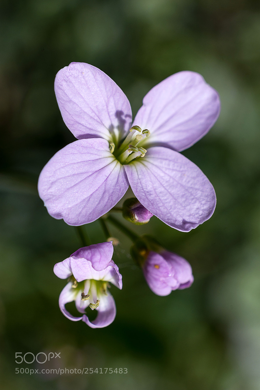 Nikon D7200 sample photo. Wiesenschaumkraut photography