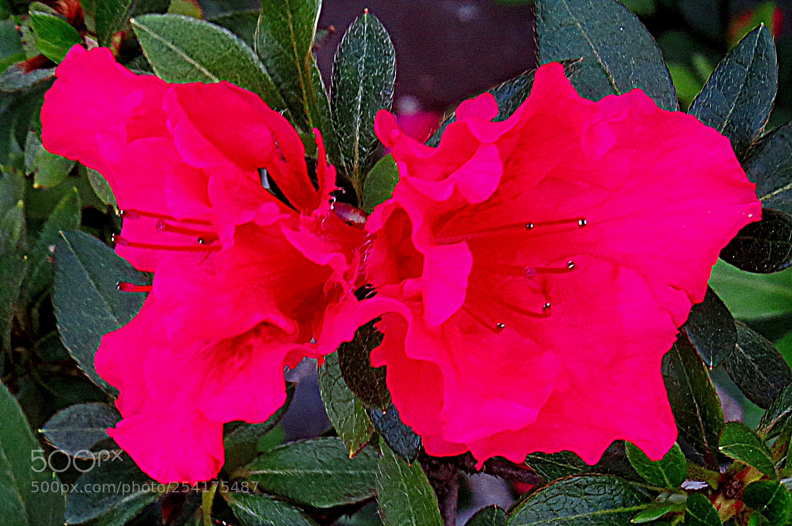Canon PowerShot SX50 HS sample photo. Two small red flowers photography