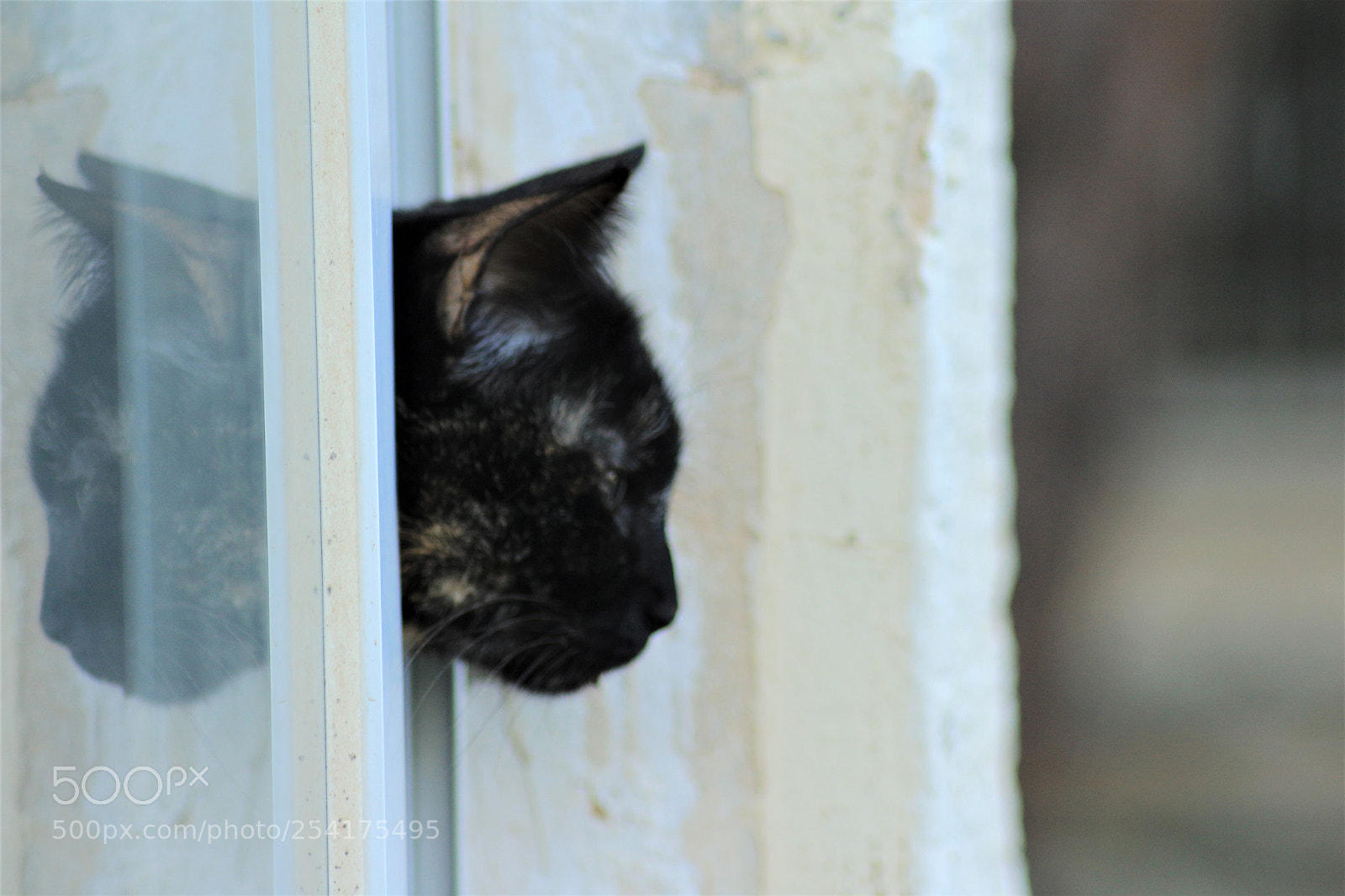 Canon EOS 700D (EOS Rebel T5i / EOS Kiss X7i) sample photo. Looking from the window photography