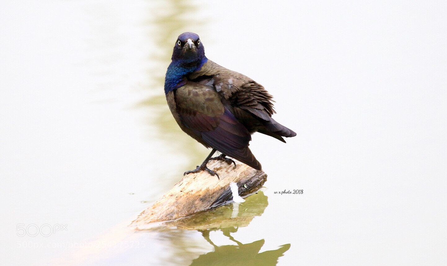 Canon EOS 7D Mark II sample photo. Rainbow crow photography