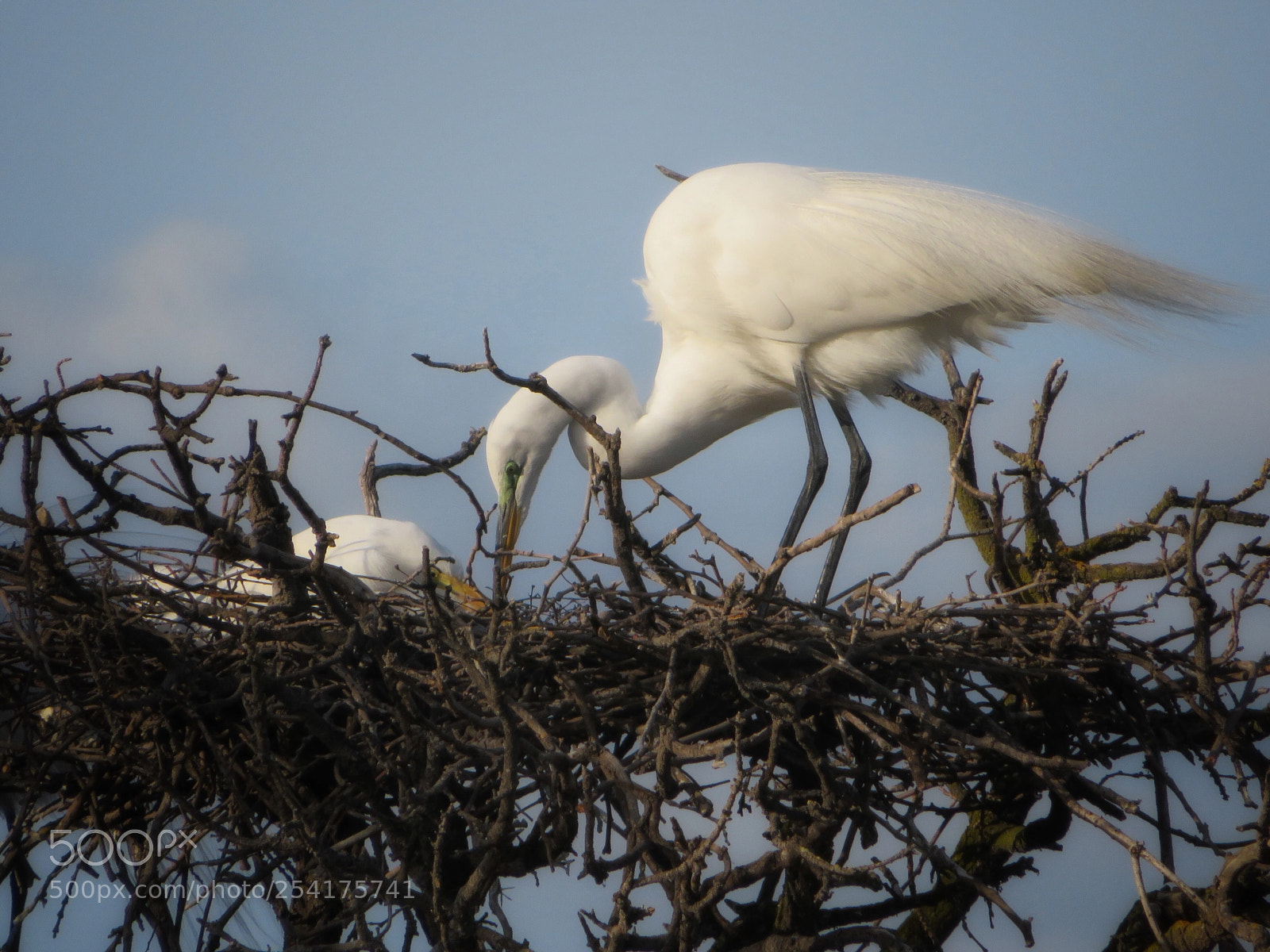 Canon PowerShot SX720 HS sample photo. Nest building photography