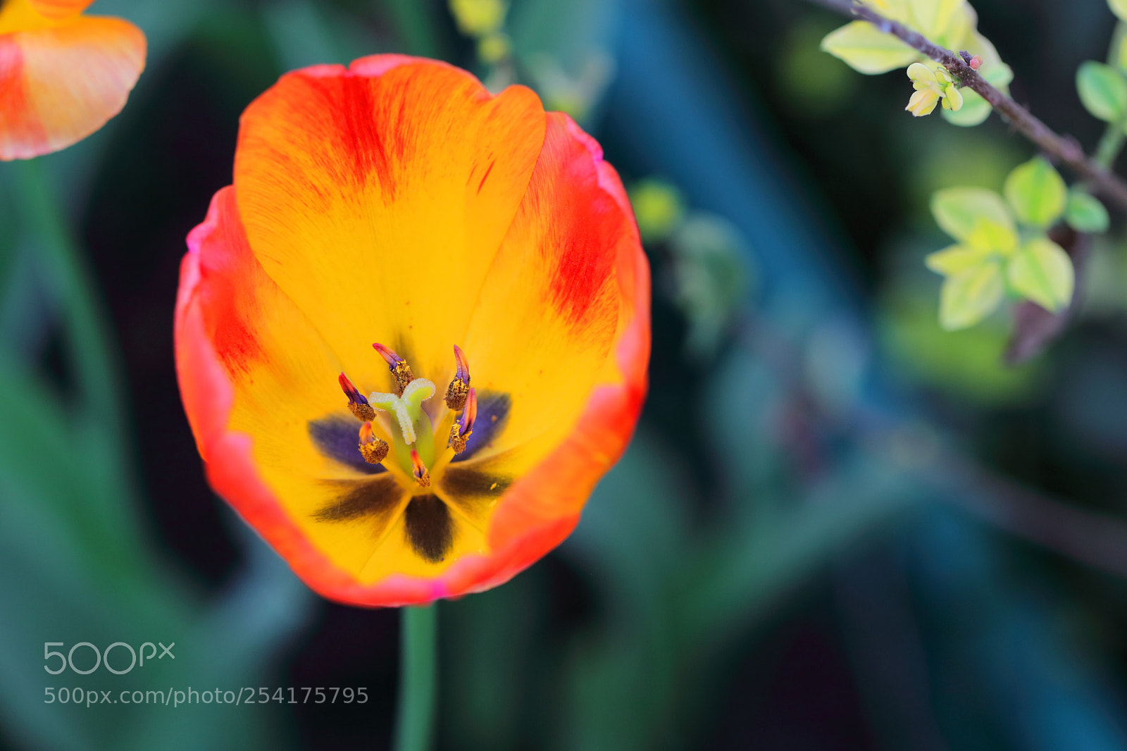Canon EOS 5DS R sample photo. Tulip photography