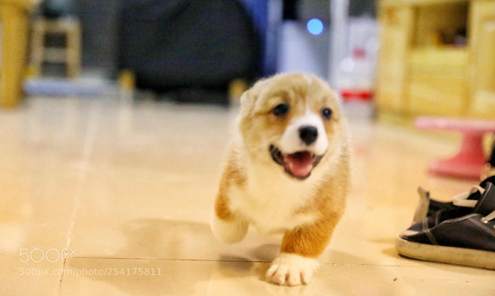 Canon EOS 5D Mark IV sample photo. Untitled photography