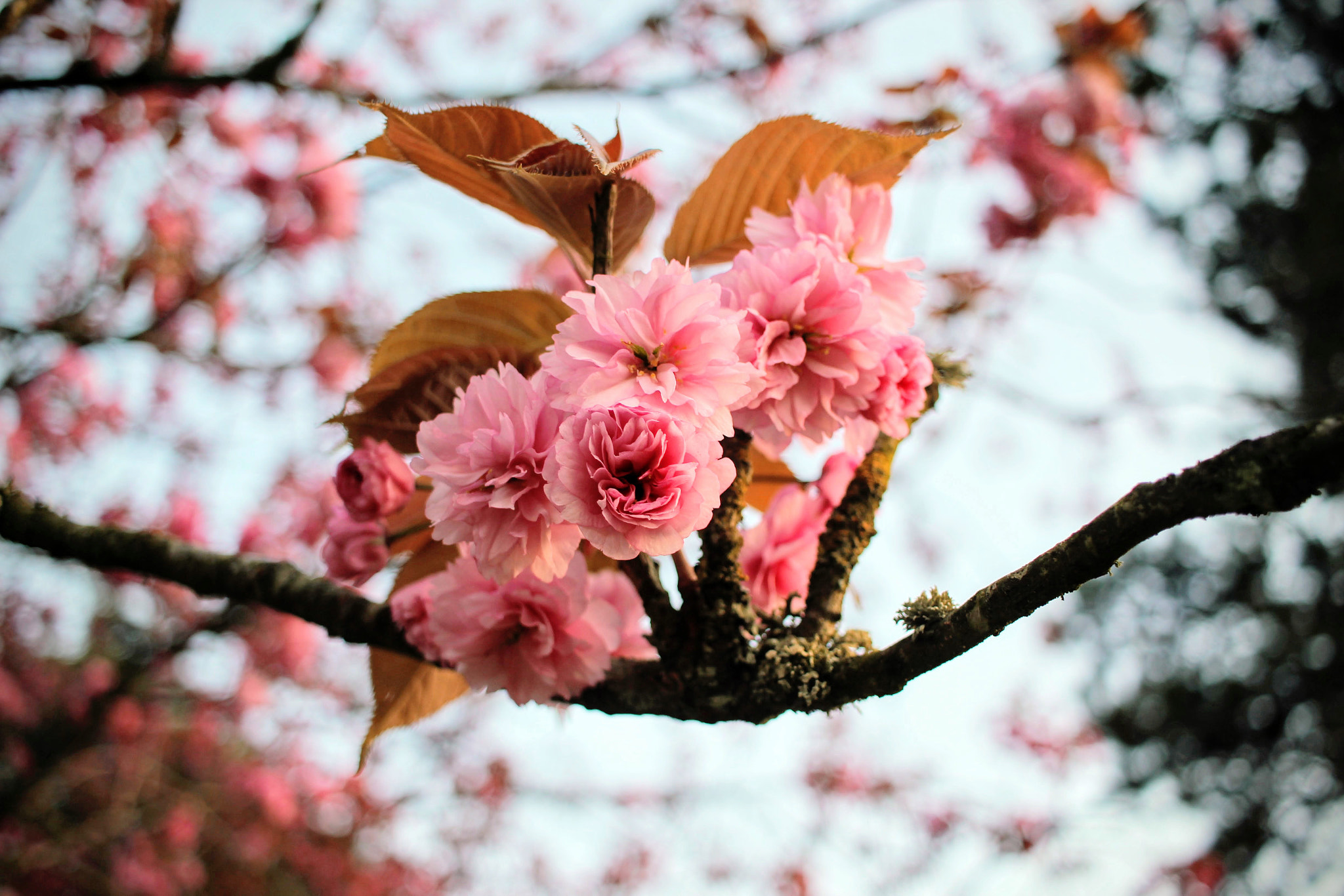 Canon EF-S 24mm F2.8 STM sample photo. Flowers photography
