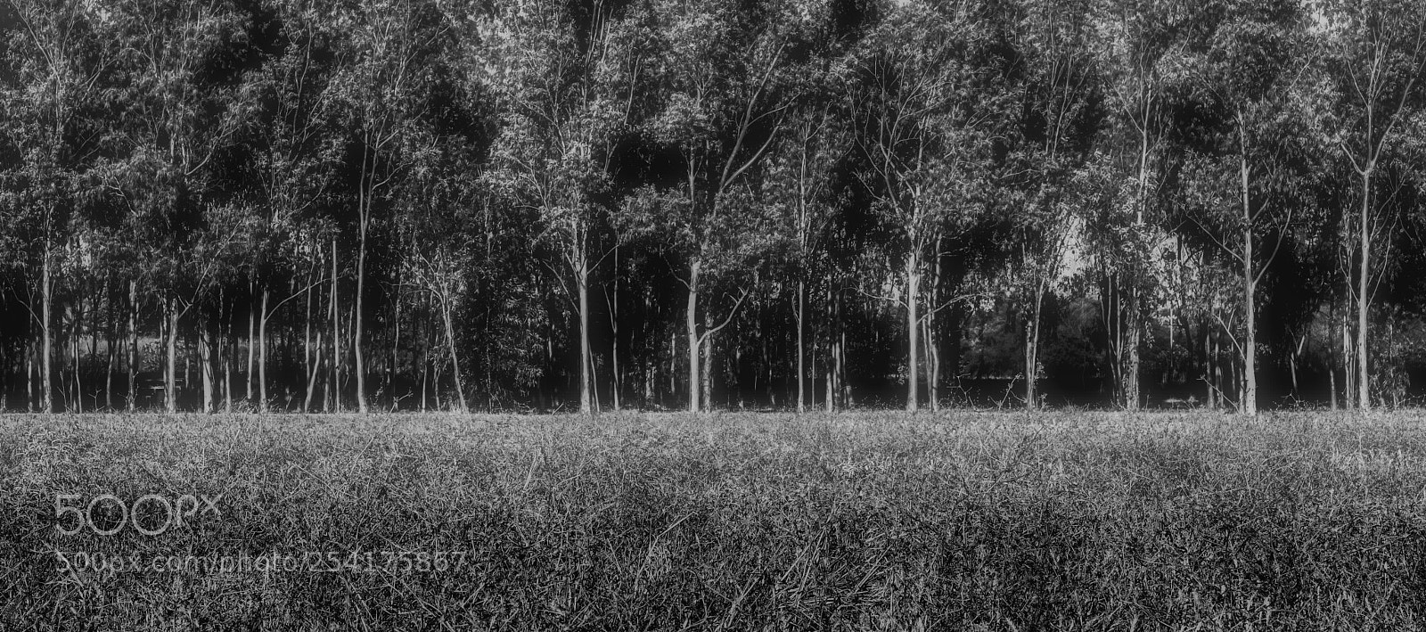 Fujifilm X-T2 sample photo. Treescape photography