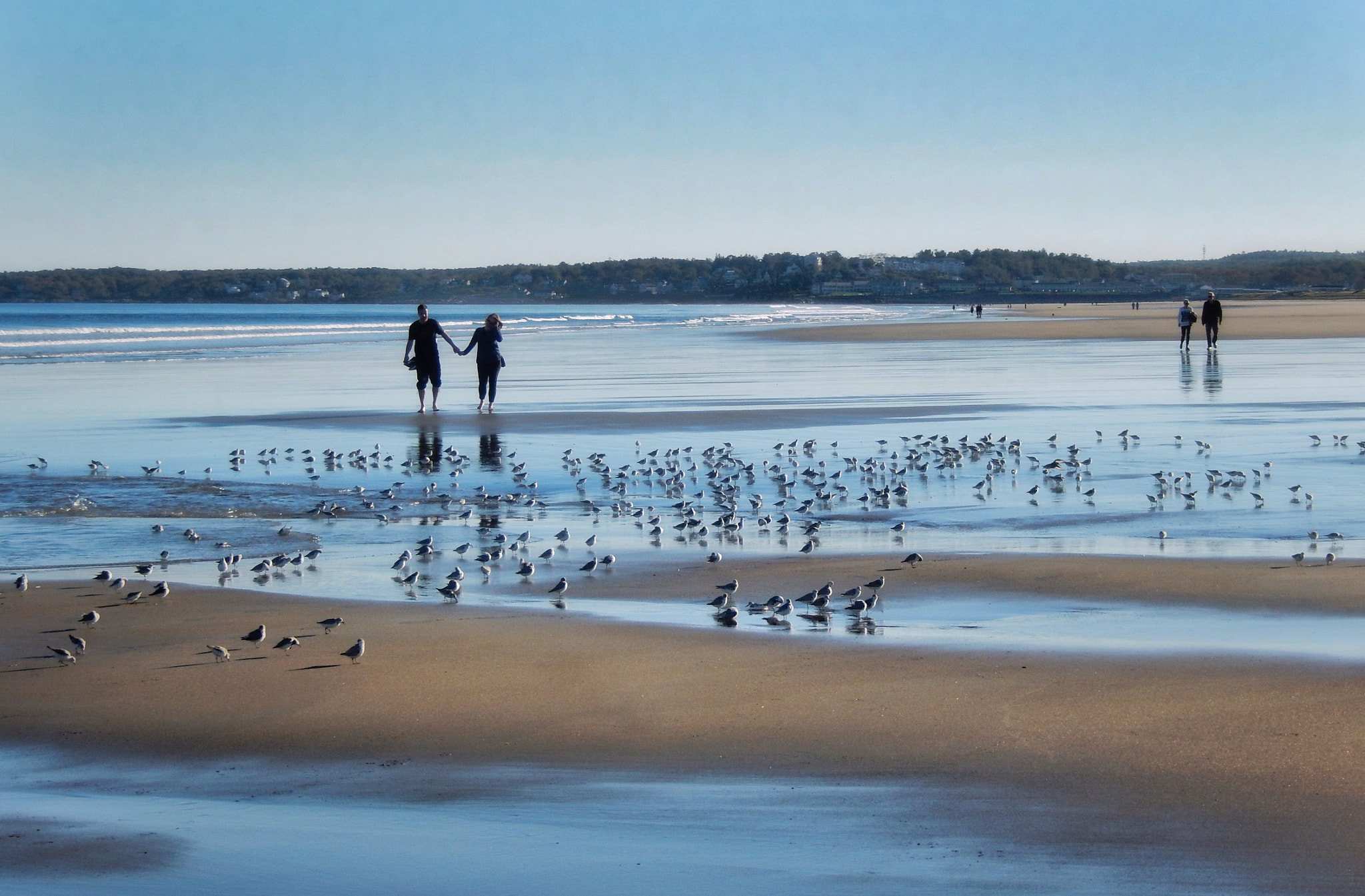 Nikon COOLPIX S9600 sample photo. Plovers photography