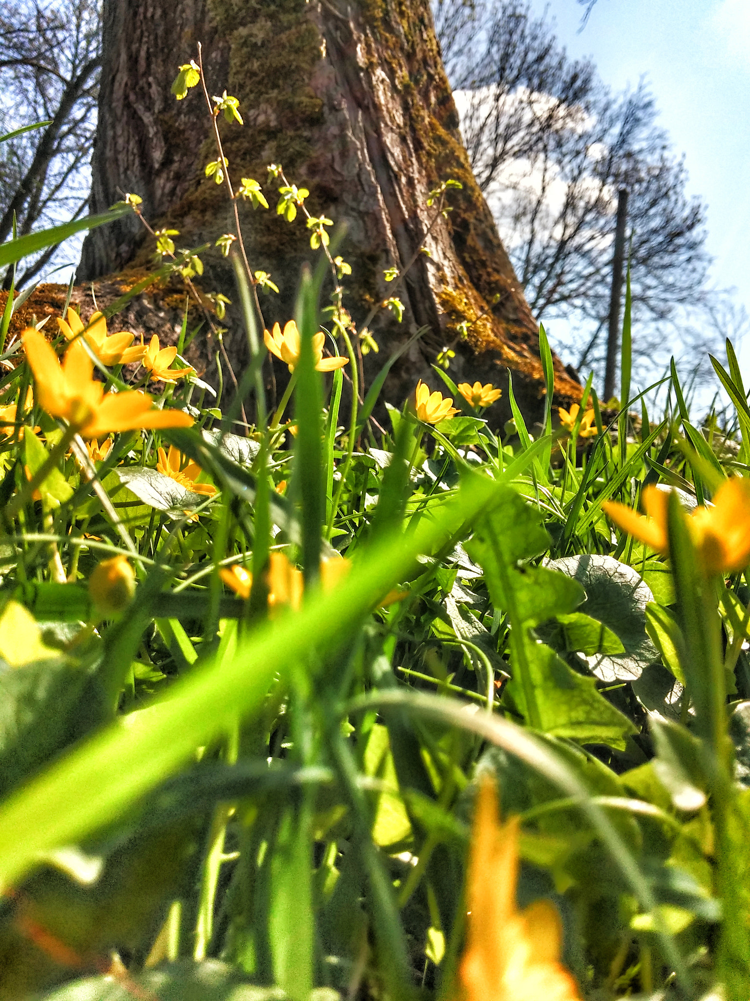 LG G2 sample photo. Img_20180418_131439-01.jpeg photography
