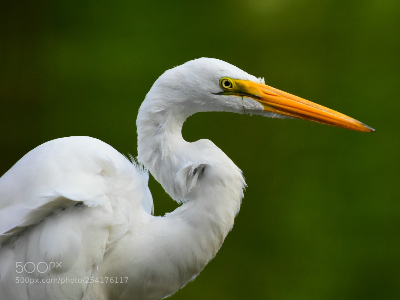 Nikon D7200 sample photo. Great egret 1 photography