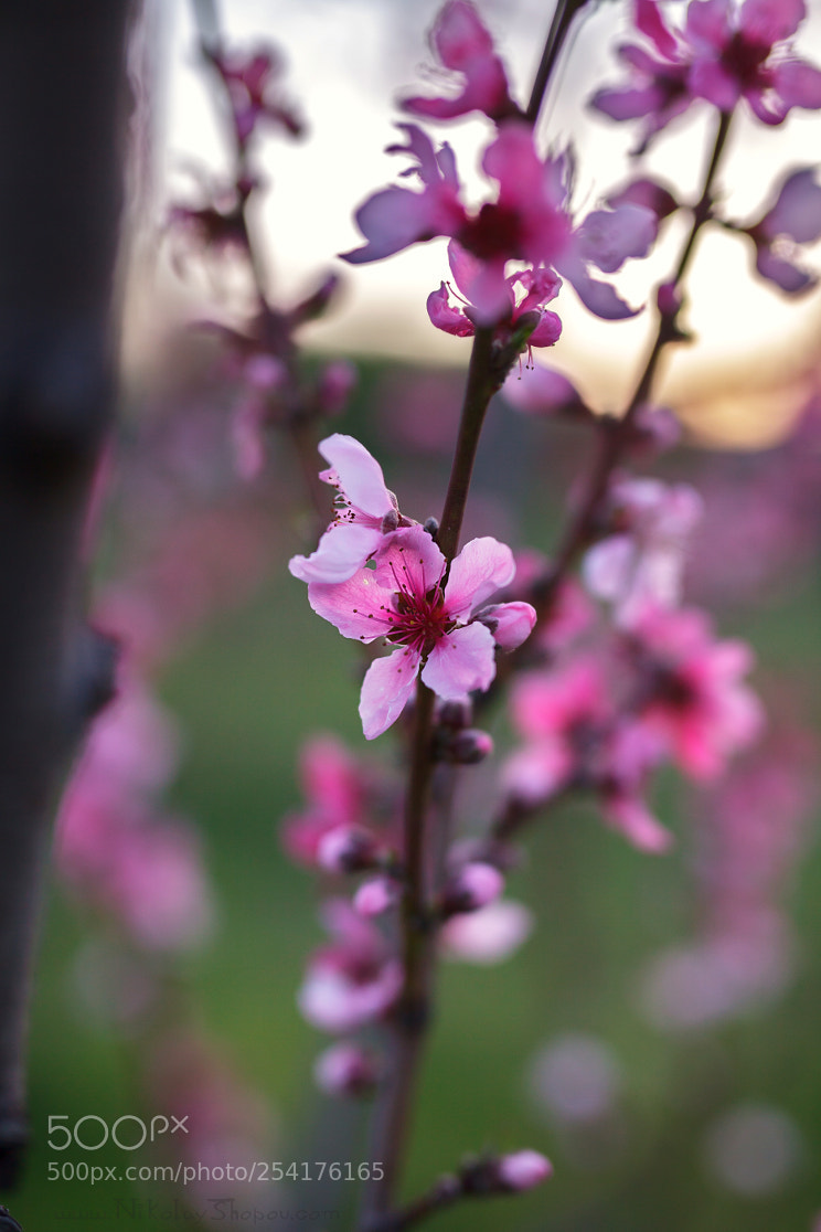 Canon EOS 5D Mark II sample photo. Springtime photography