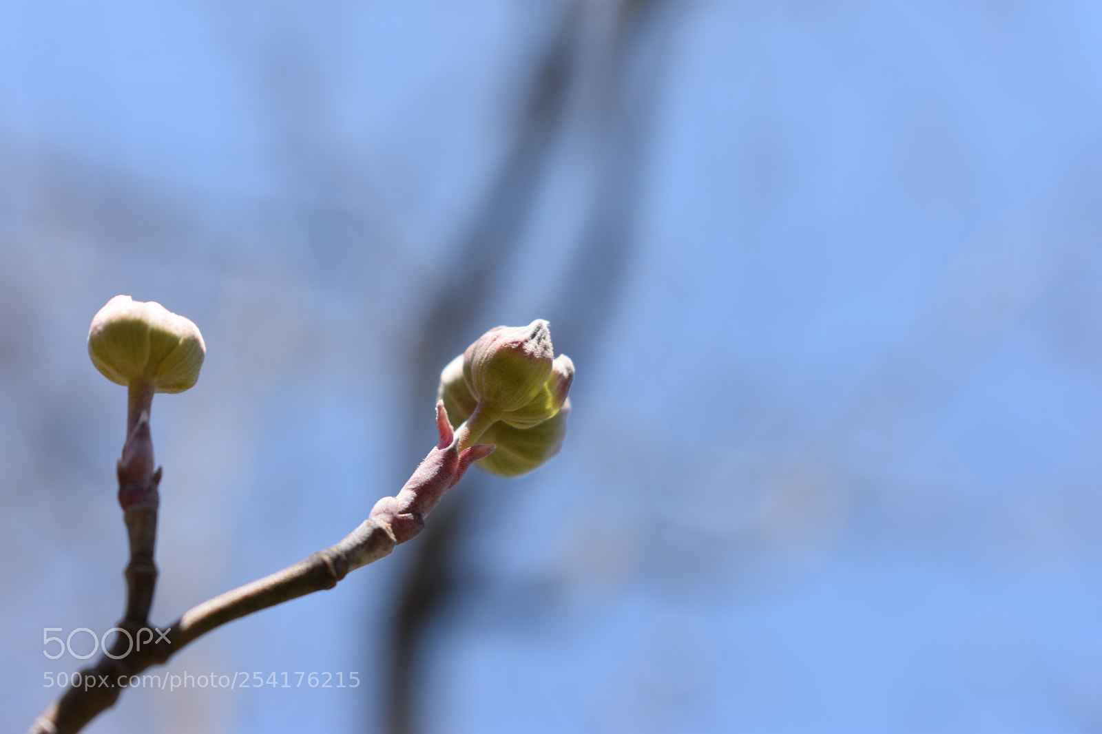 Nikon D3400 sample photo. Budding opprotunity photography