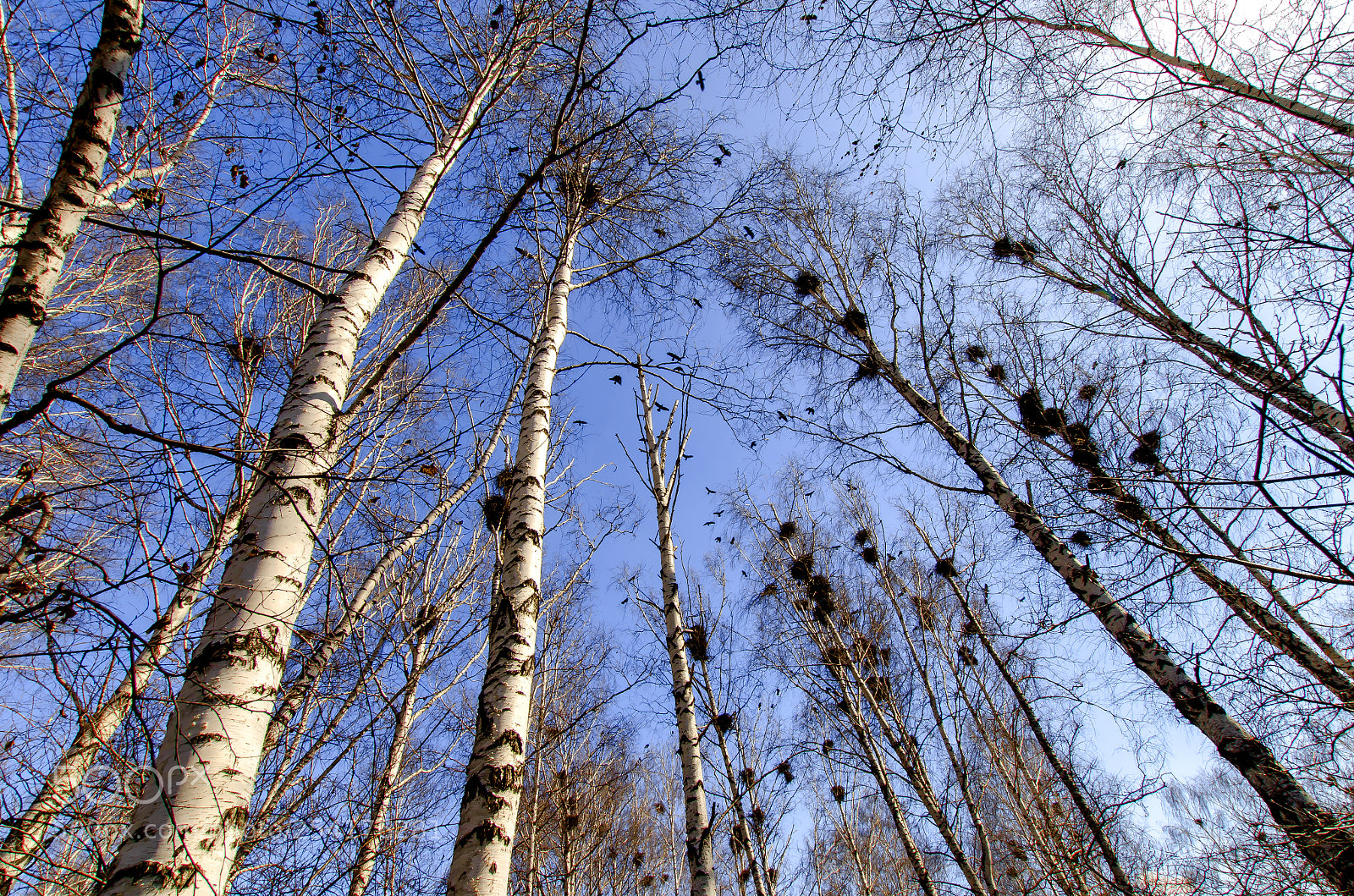 Nikon D7000 sample photo. Rooks arrived photography