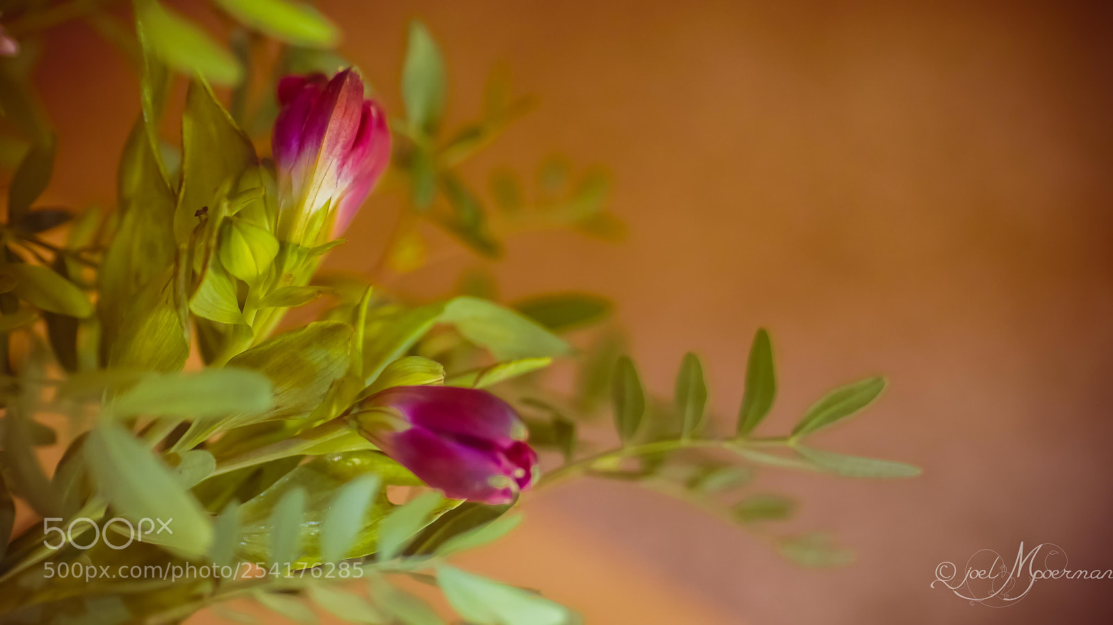 Sony SLT-A57 sample photo. Sweetness ! photography