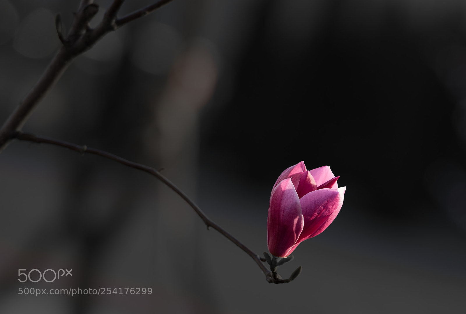 Nikon D810 sample photo. 1 photography