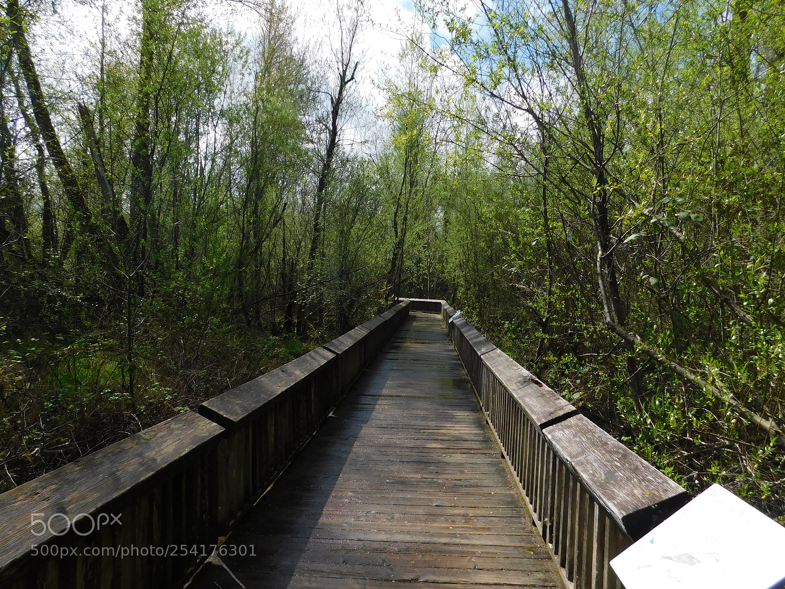 Nikon Coolpix B500 sample photo. Trail @ nisqually refuge photography