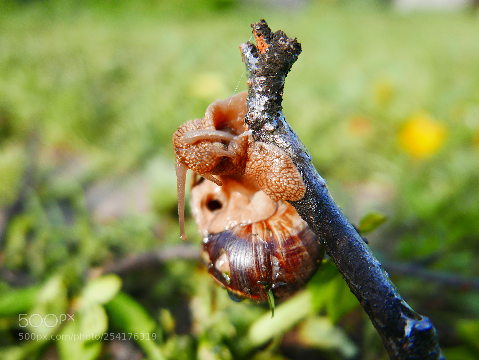 Panasonic Lumix DMC-LX100 sample photo. Snail in the garden photography