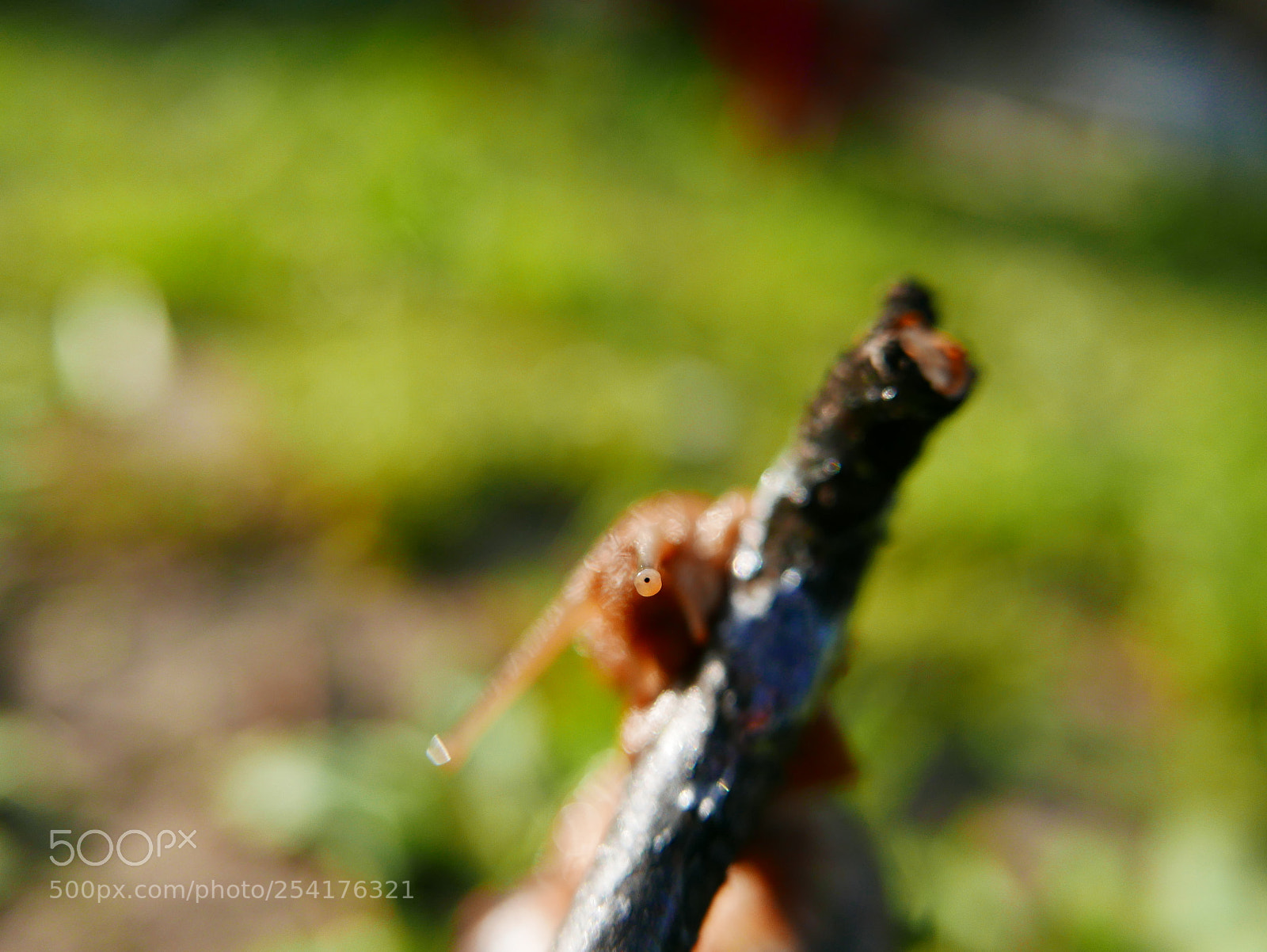 Panasonic Lumix DMC-LX100 sample photo. Hellooo photography