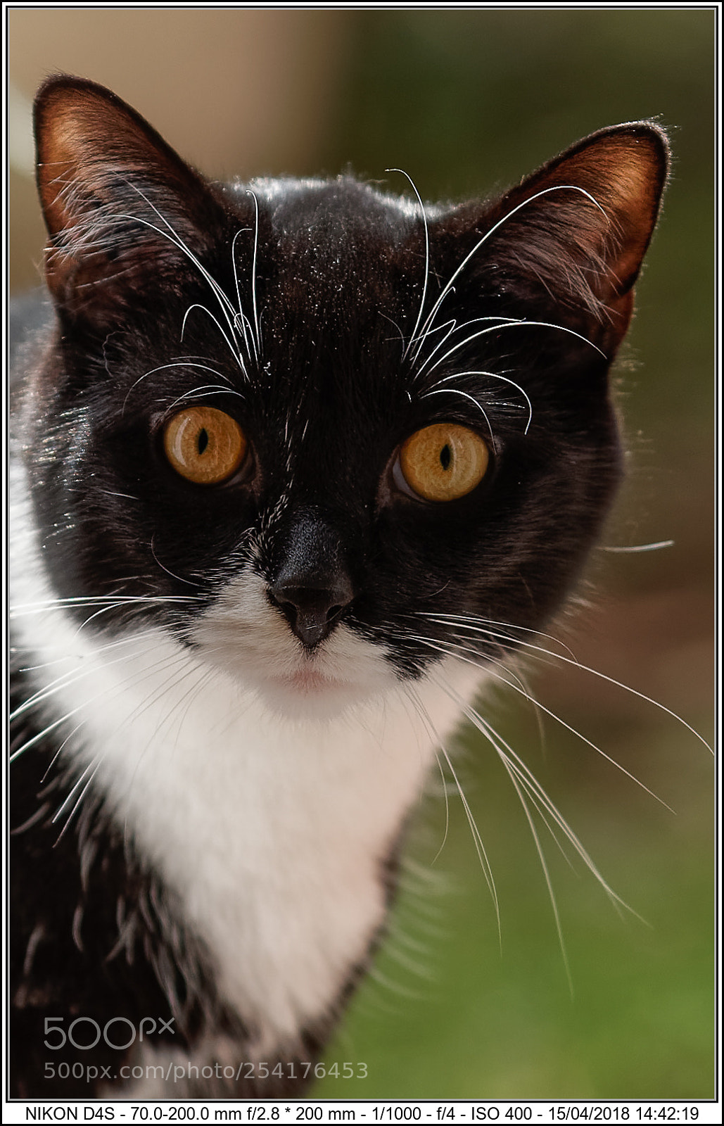 Nikon D4S sample photo. Cb photography