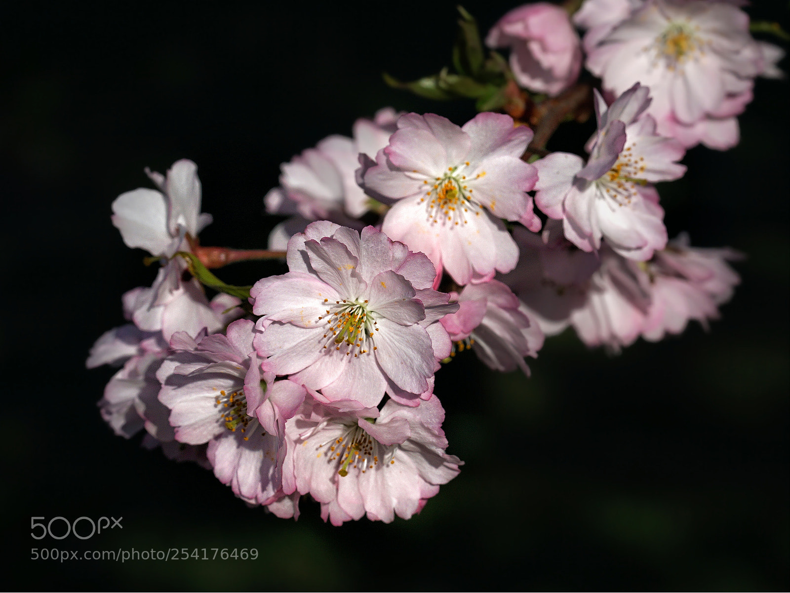 Sony a6000 sample photo. Japanese cherry photography