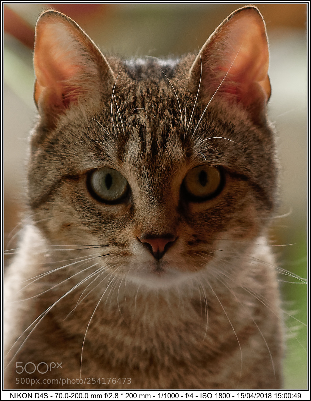 Nikon D4S sample photo. Cb photography