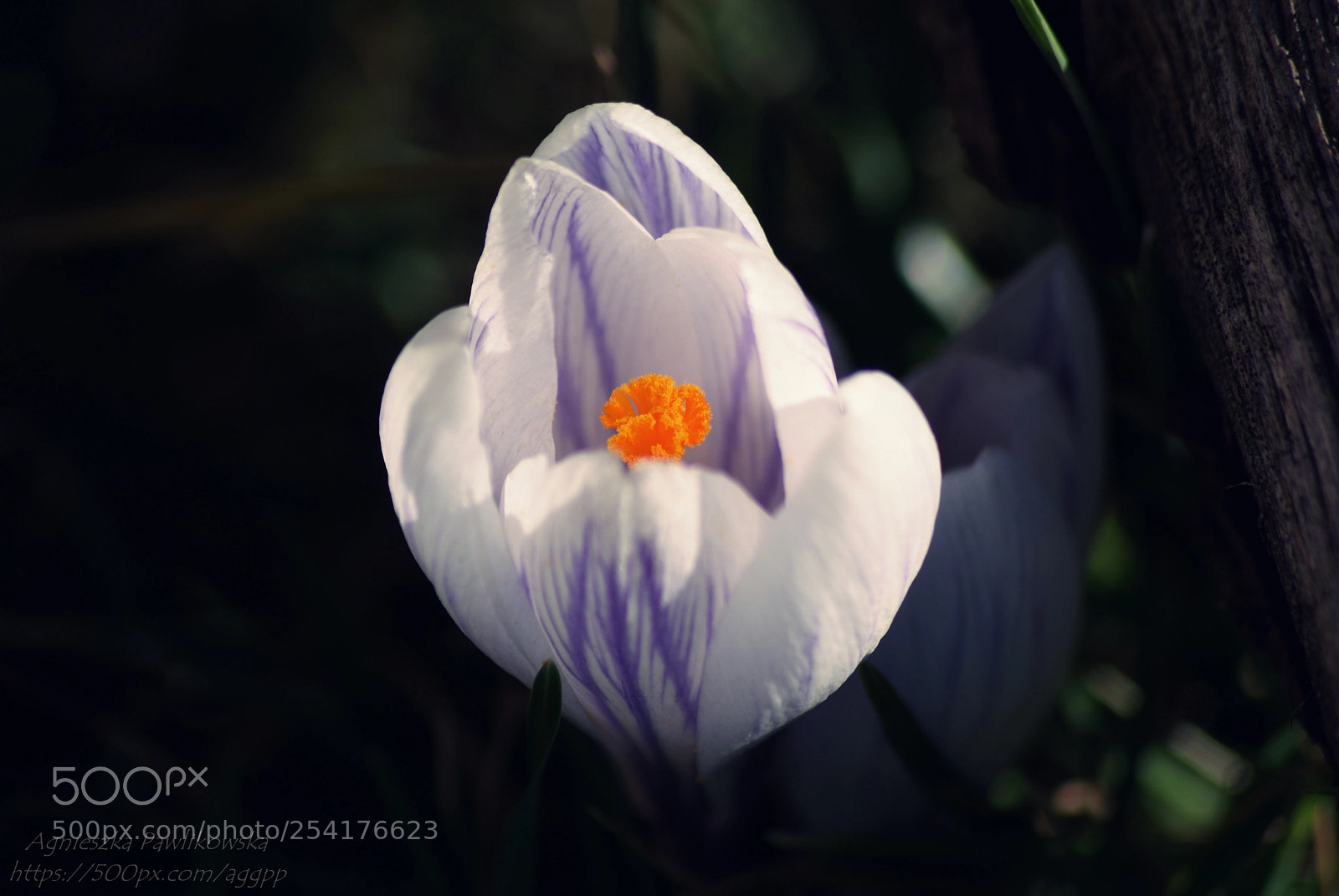 Sony Alpha DSLR-A300 sample photo. Untitled photography