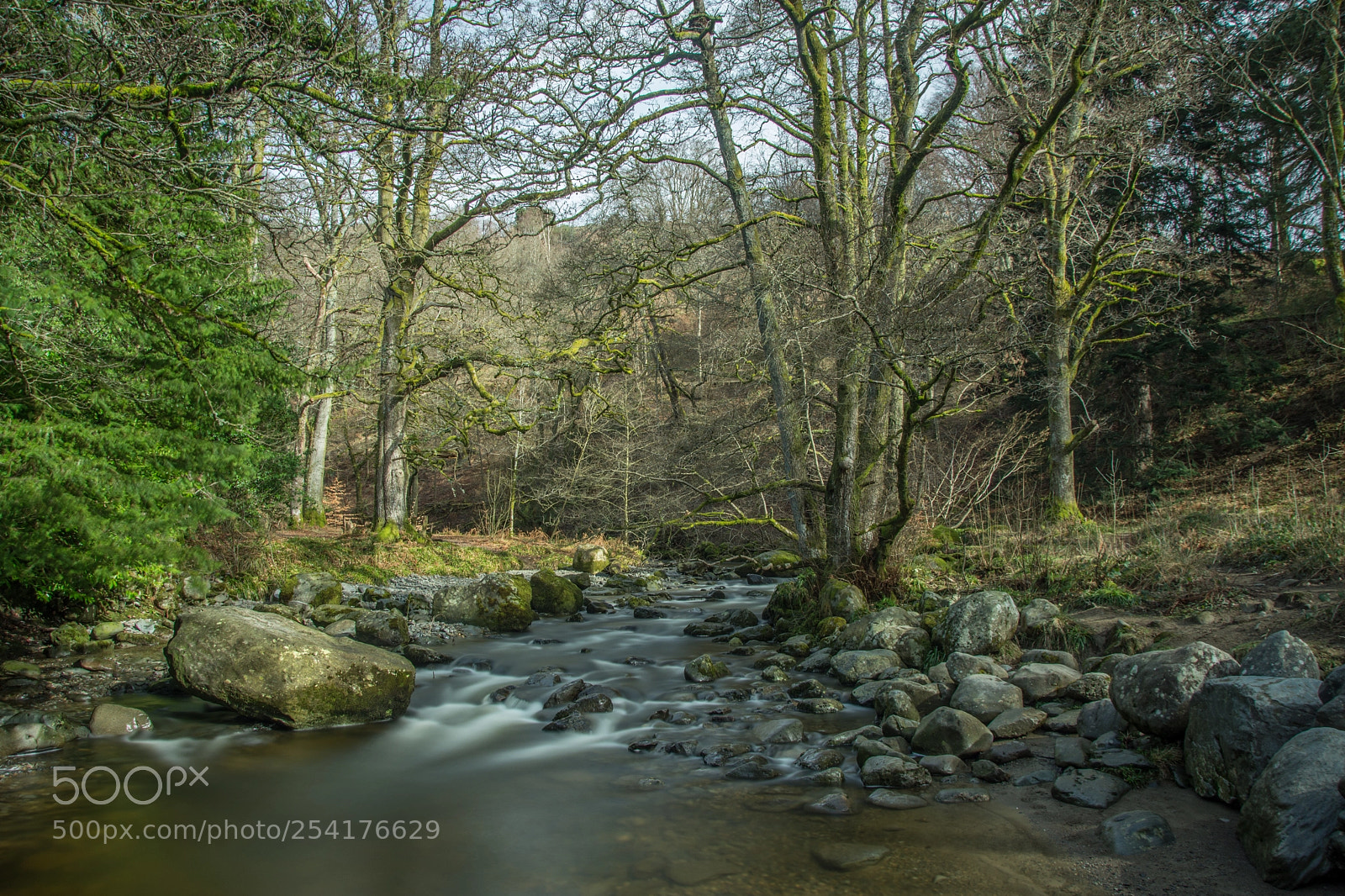 Nikon D7200 sample photo. Through the forest photography