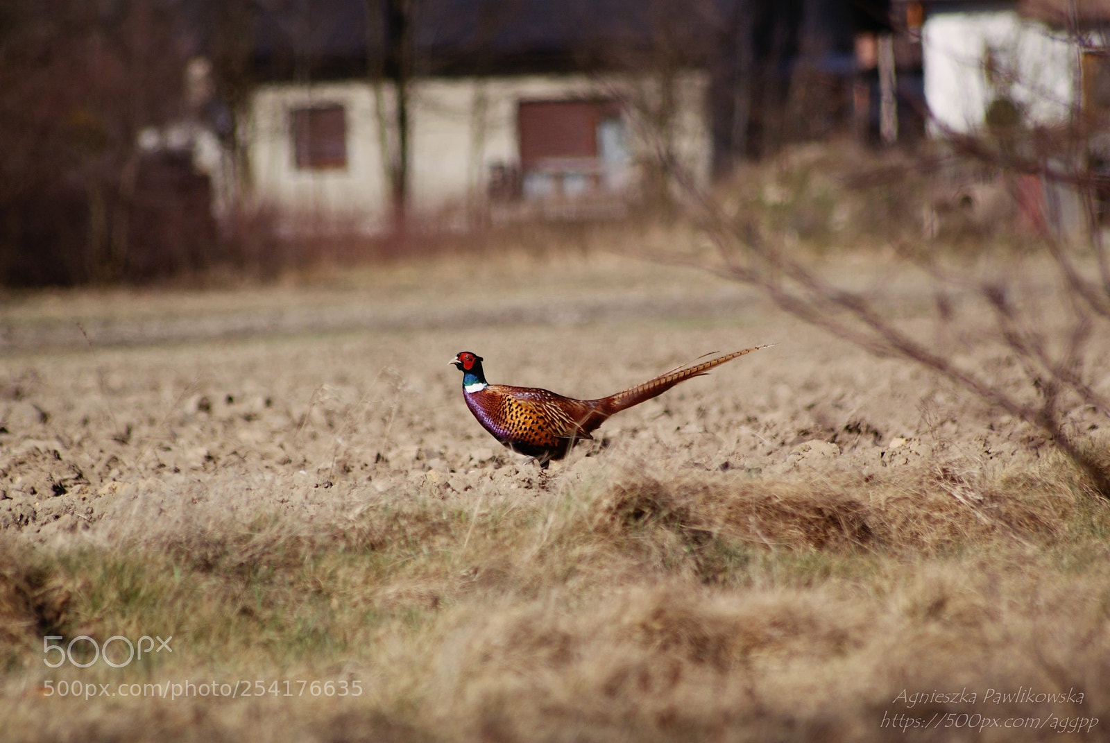 Sony Alpha DSLR-A300 sample photo. Untitled photography