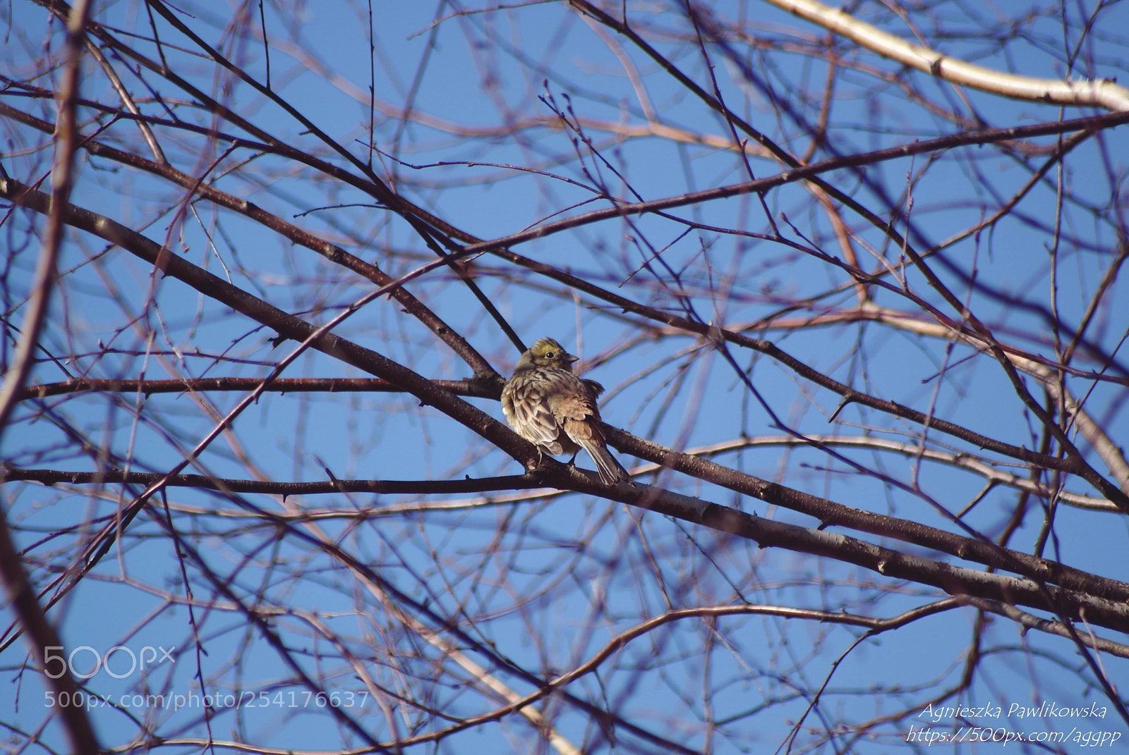 Sony Alpha DSLR-A300 sample photo. Untitled photography