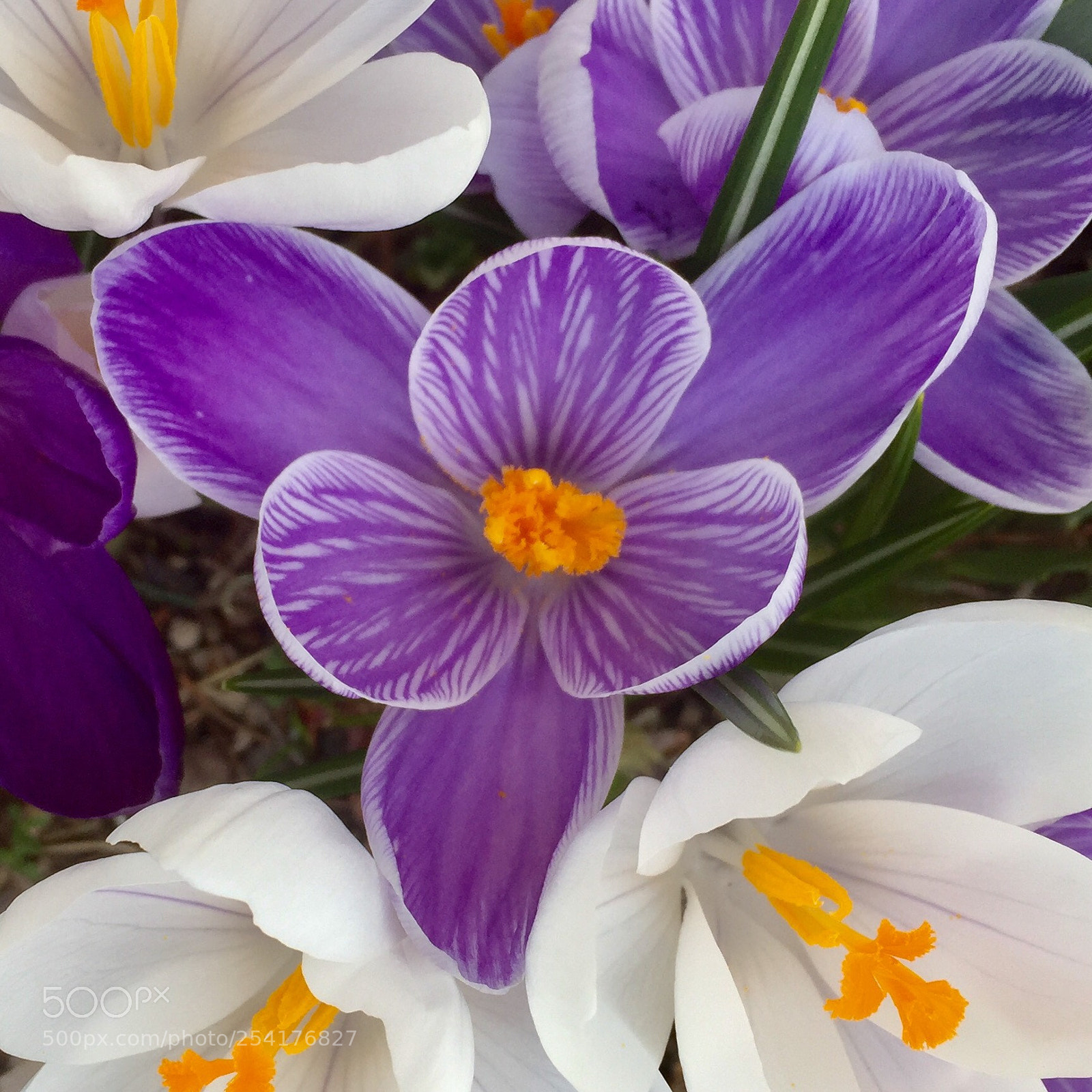 Apple iPhone 6 sample photo. Purple and white  photography