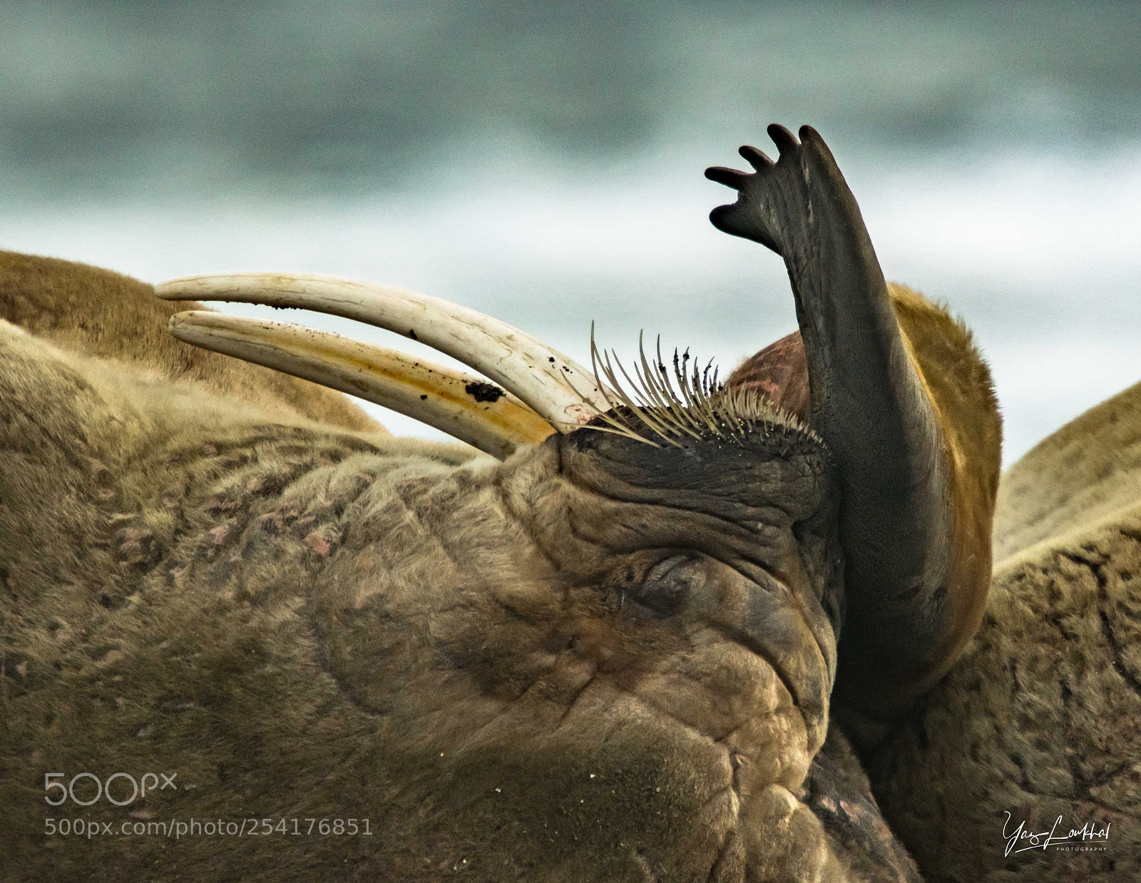 Nikon D500 sample photo. Walrus hand?! photography
