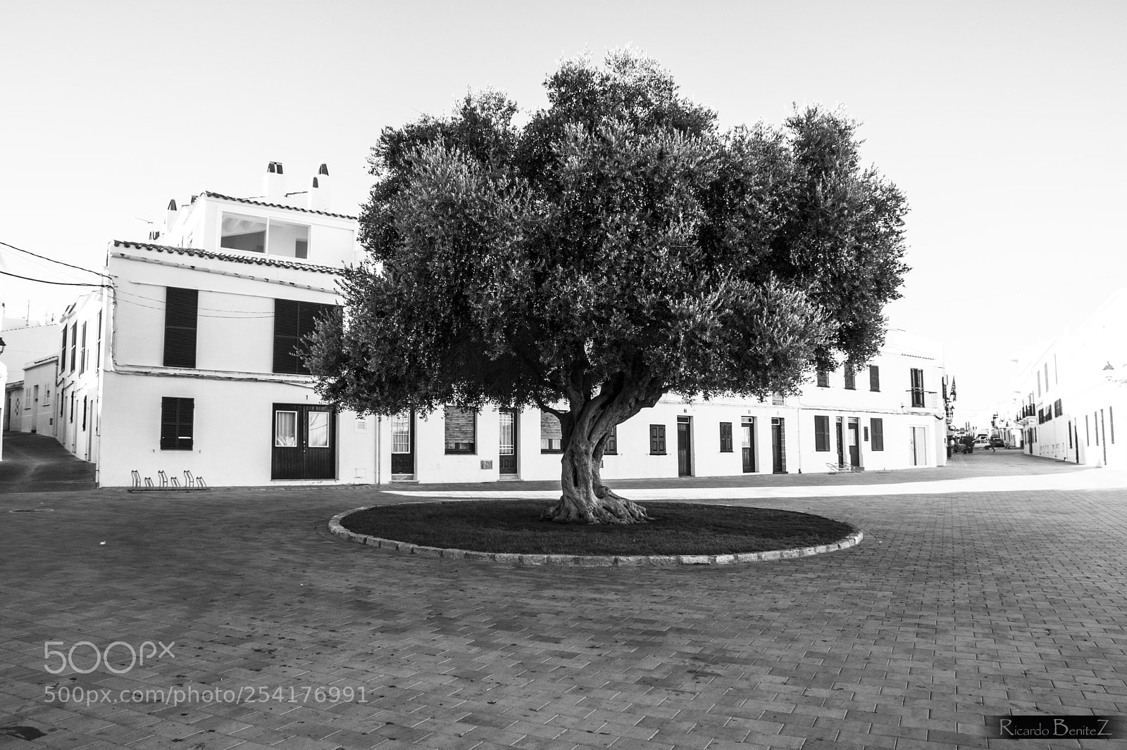 Nikon D7200 sample photo. The tree photography