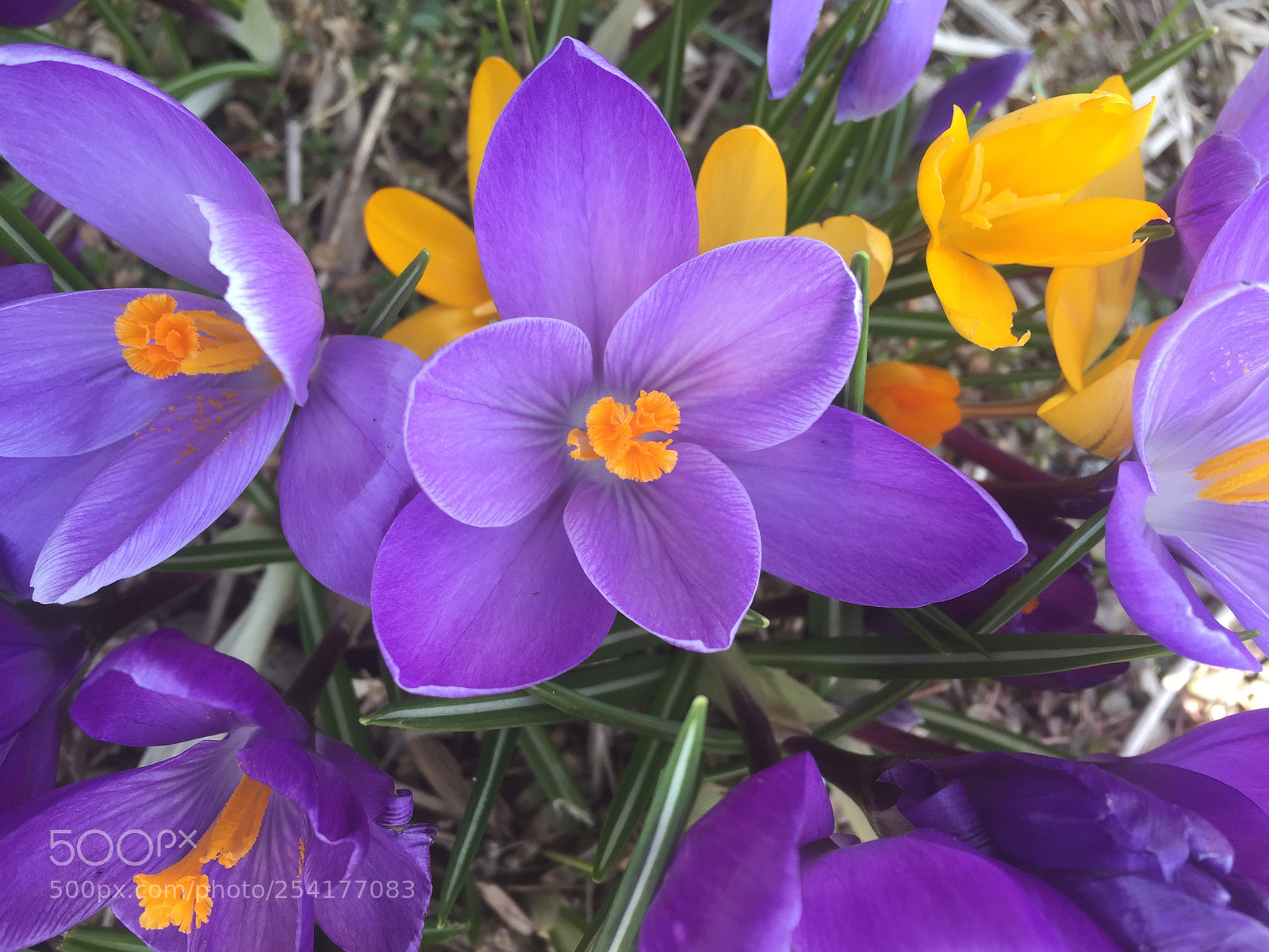 Apple iPhone 6 sample photo. Shades of purple photography