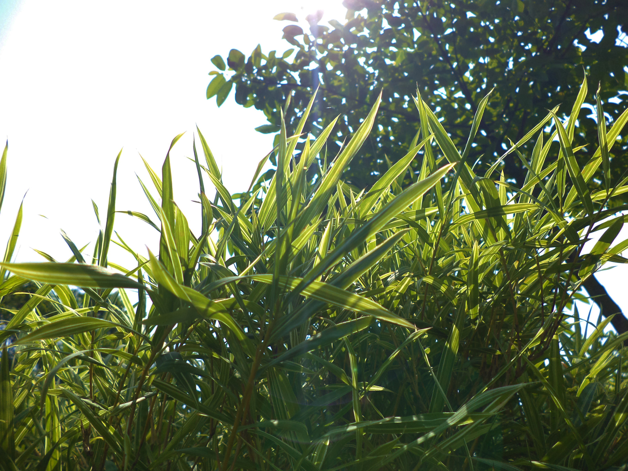 Sony DSC-W620 sample photo. Grass with sunflares photography