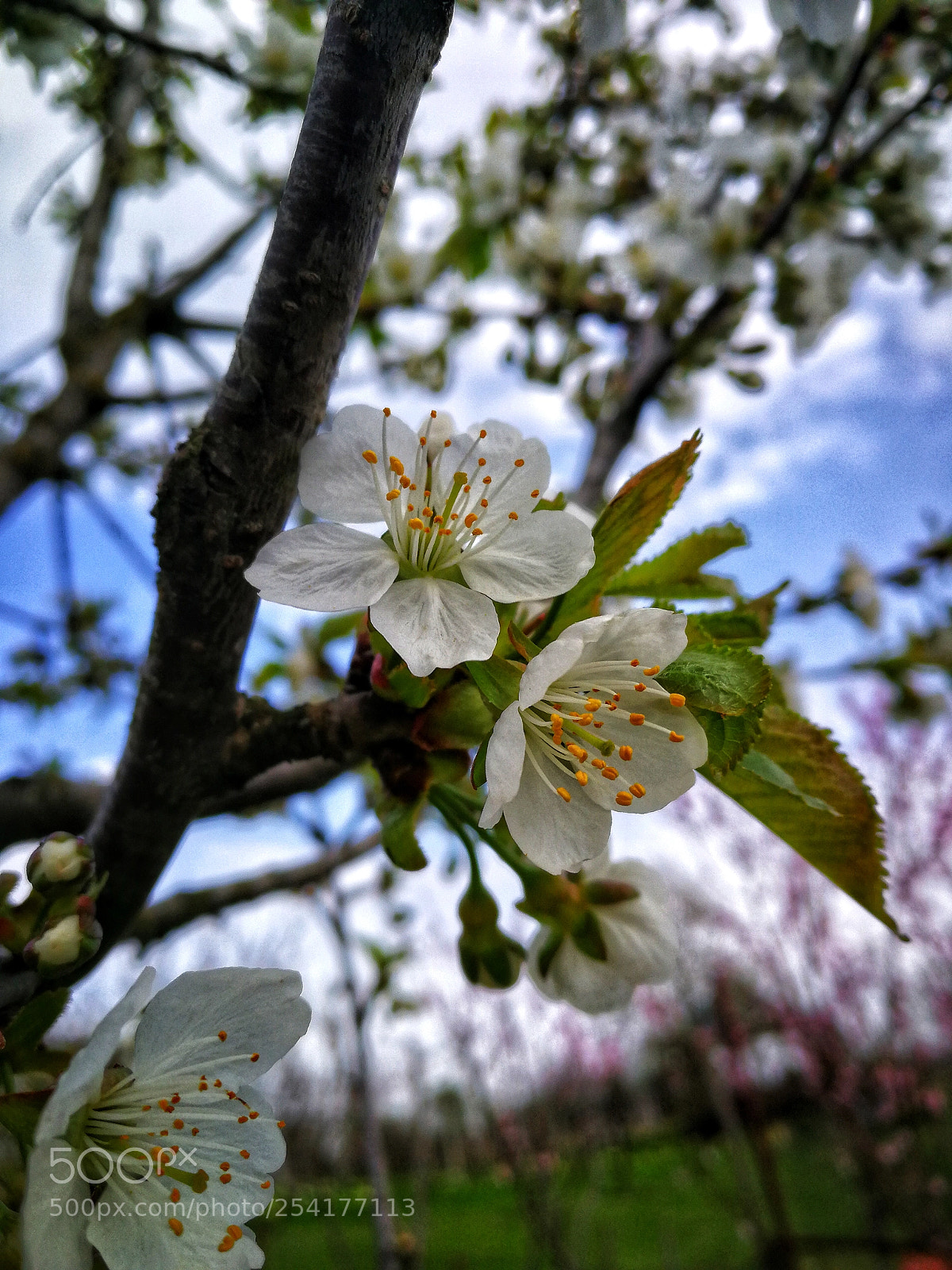 HUAWEI P10 sample photo. Untitled photography