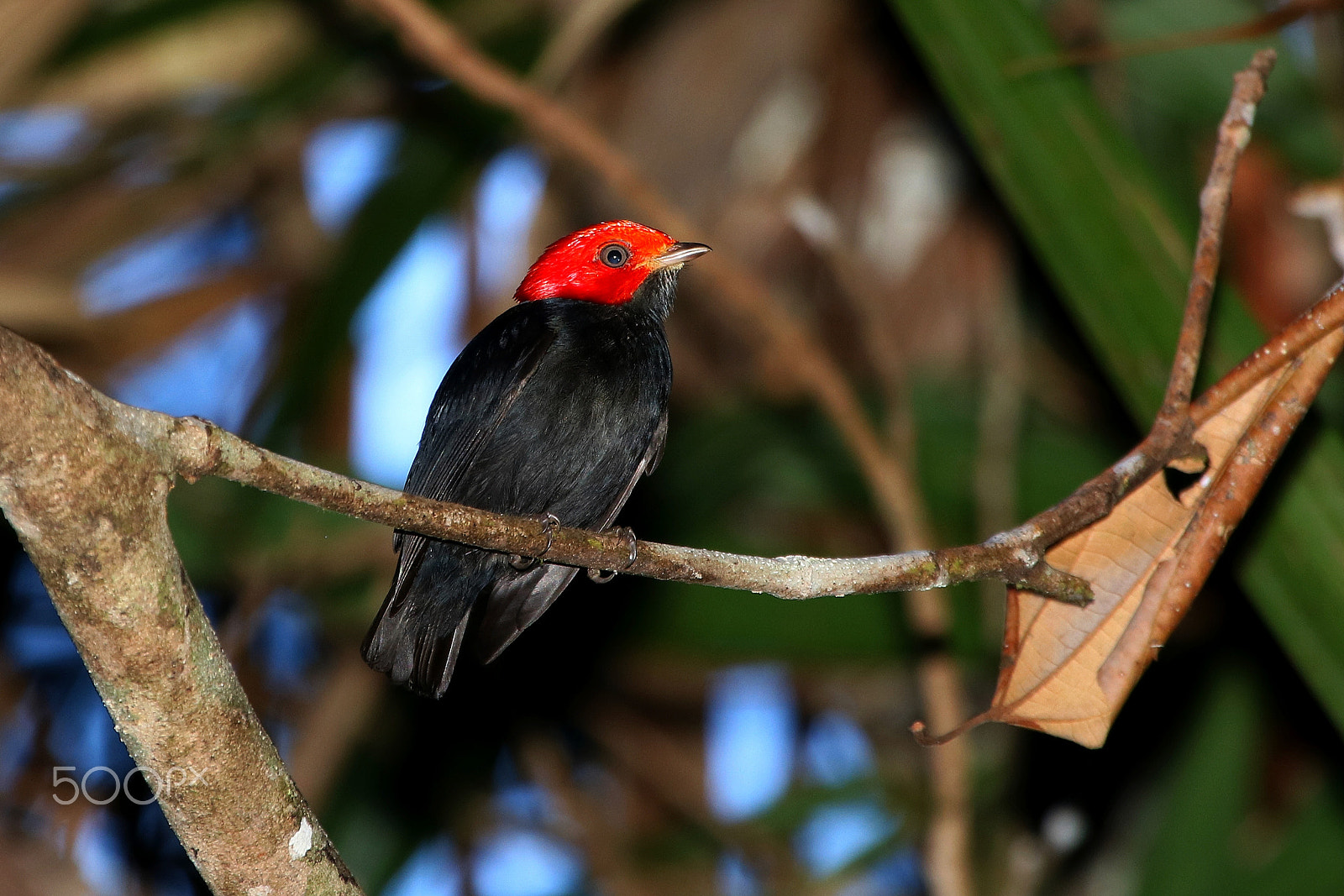 Canon EOS 750D (EOS Rebel T6i / EOS Kiss X8i) + Canon EF 100-400mm F4.5-5.6L IS USM sample photo. Red & black photography