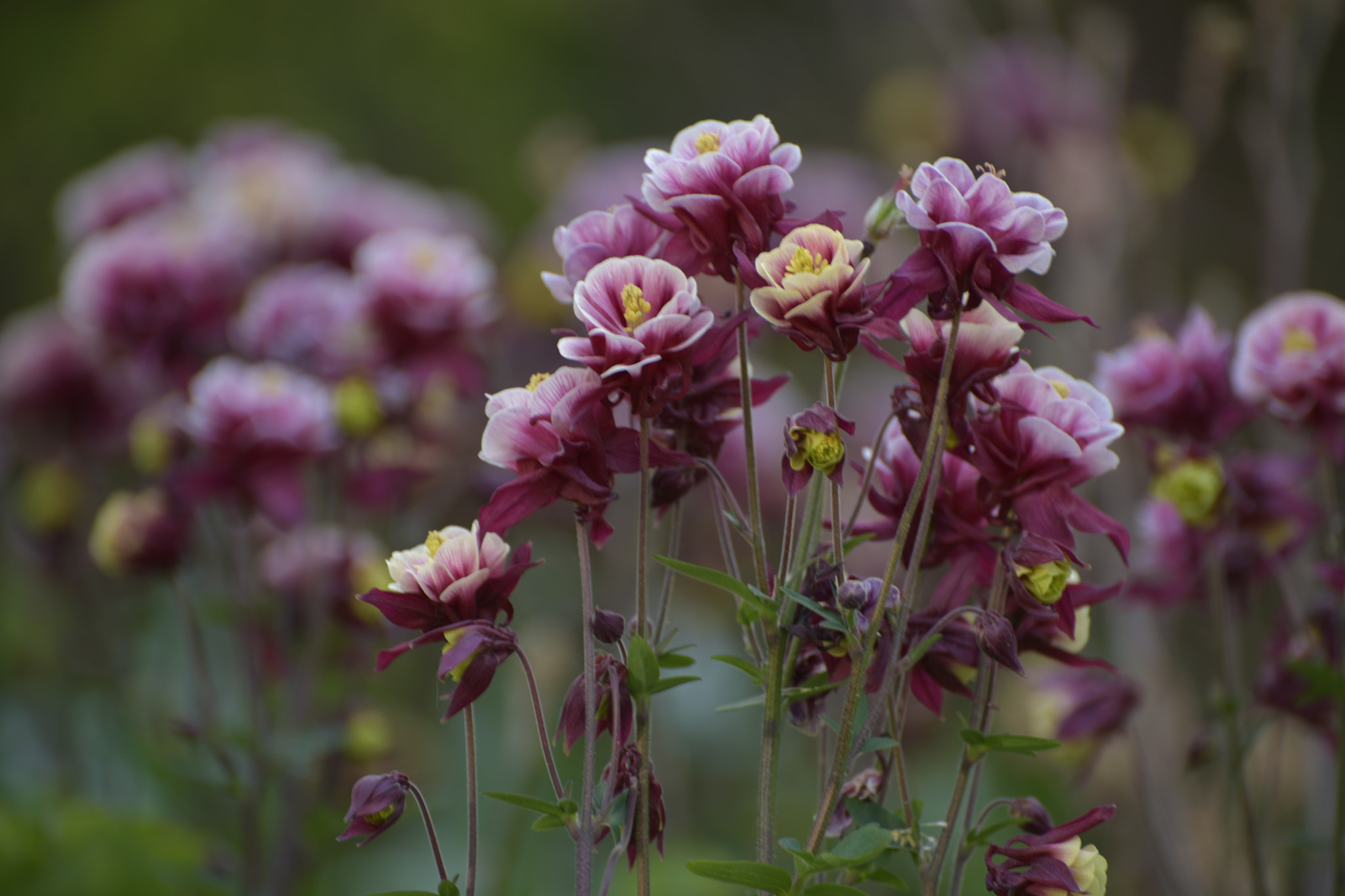 Nikon D810 sample photo