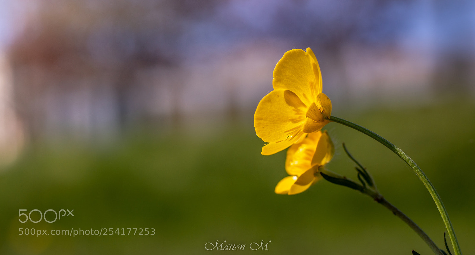 Canon EOS 750D (EOS Rebel T6i / EOS Kiss X8i) sample photo. Bouton d'or photography