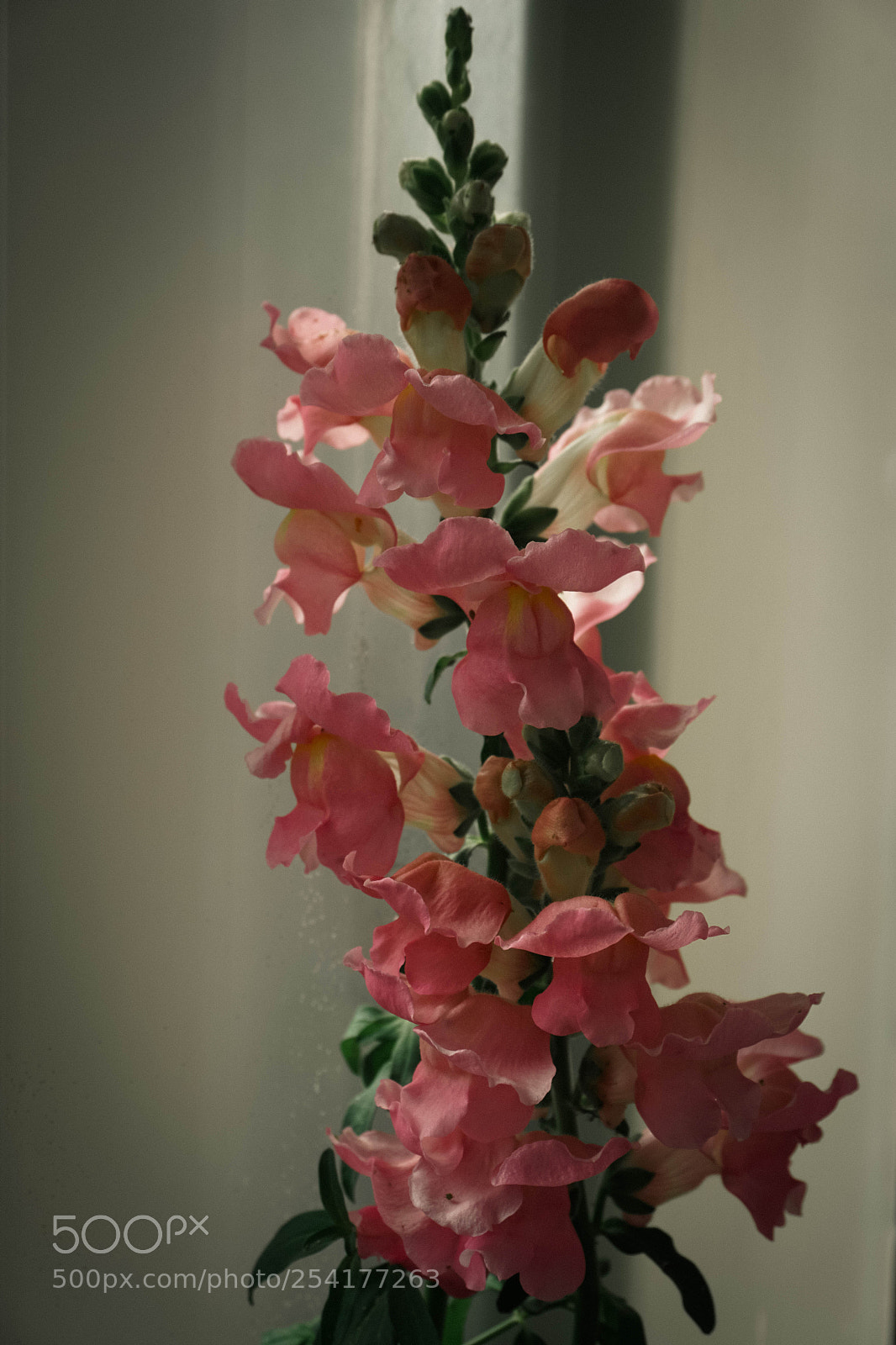 Sony a6000 sample photo. Snapdragon photography