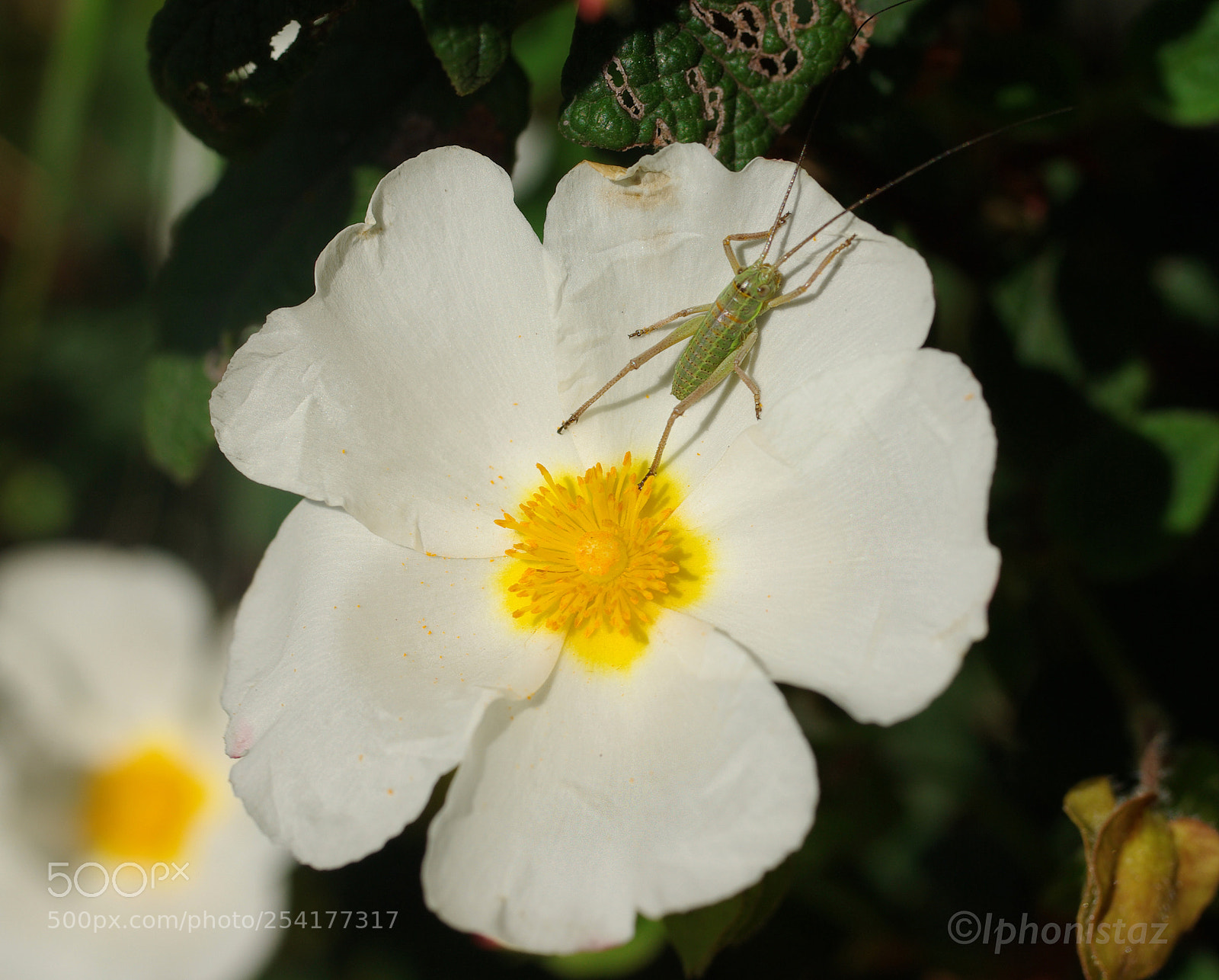 Pentax K10D sample photo. Flower grasshopper photography
