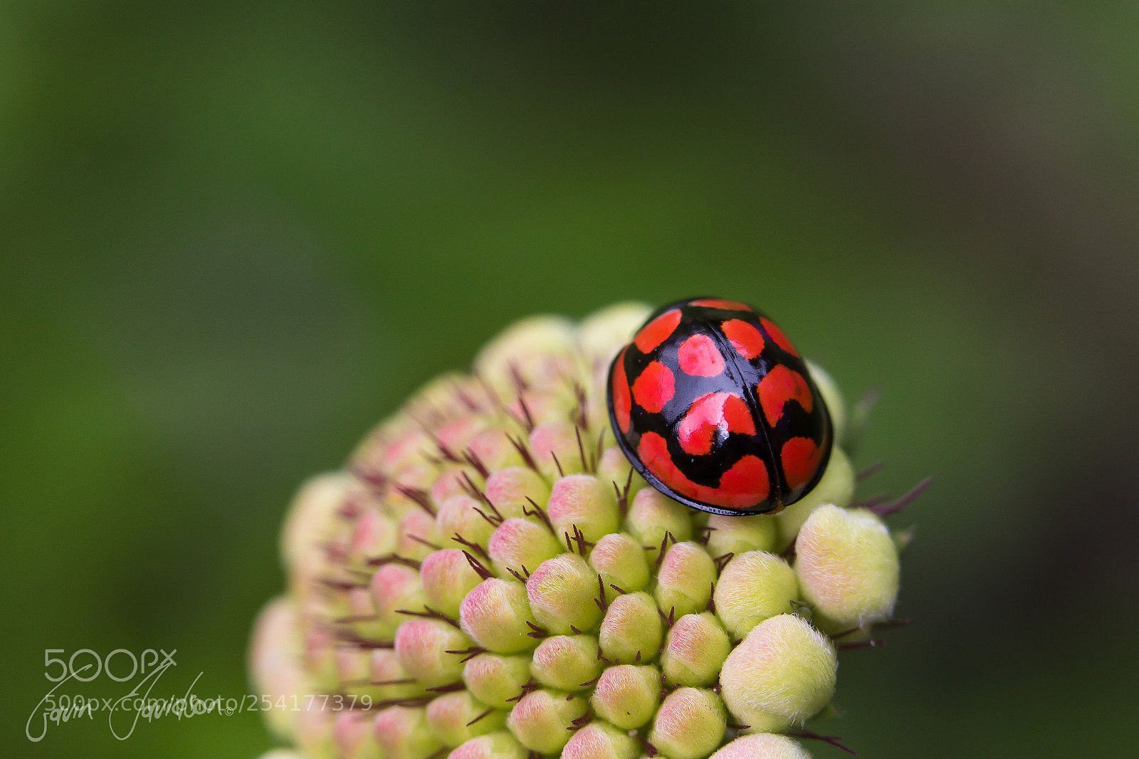 Canon EOS 700D (EOS Rebel T5i / EOS Kiss X7i) sample photo. What are you hiding photography