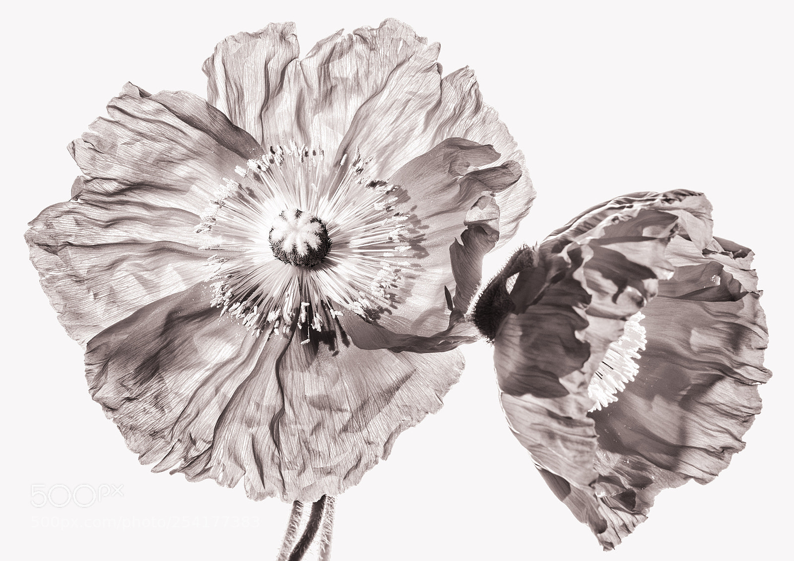 Nikon D810 sample photo. Two poppy flowers photography