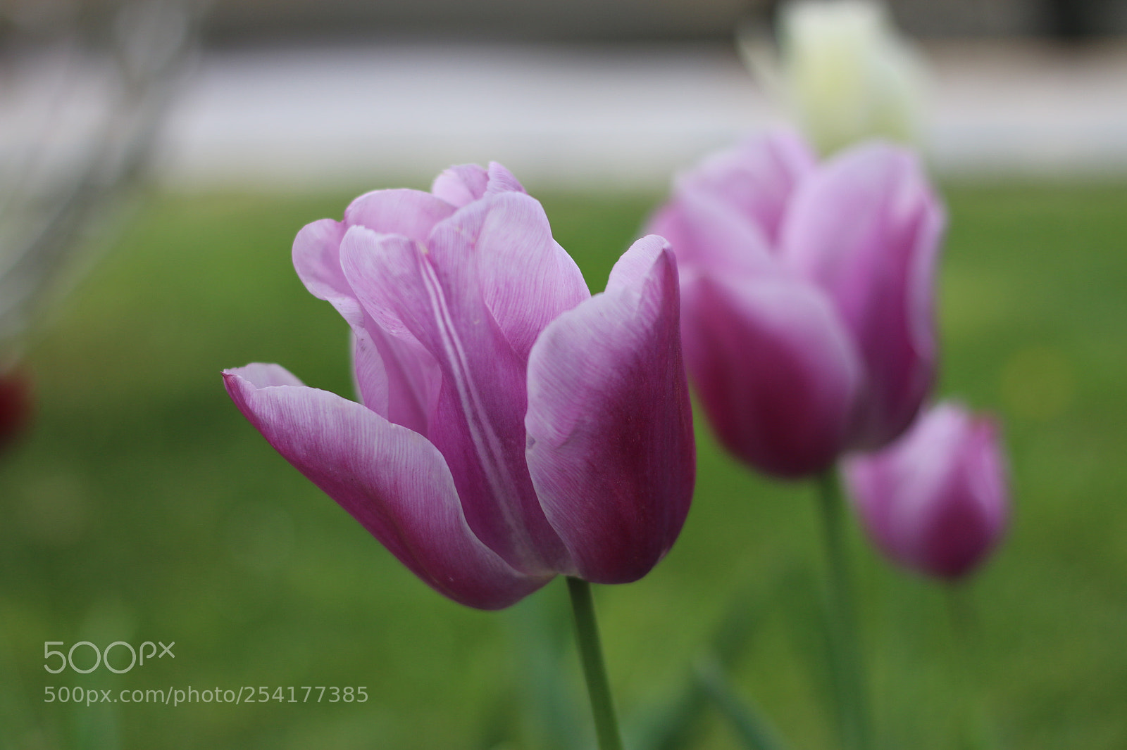 Canon EOS 70D + Canon EF 50mm F1.8 STM sample photo. Tulips day.. photography