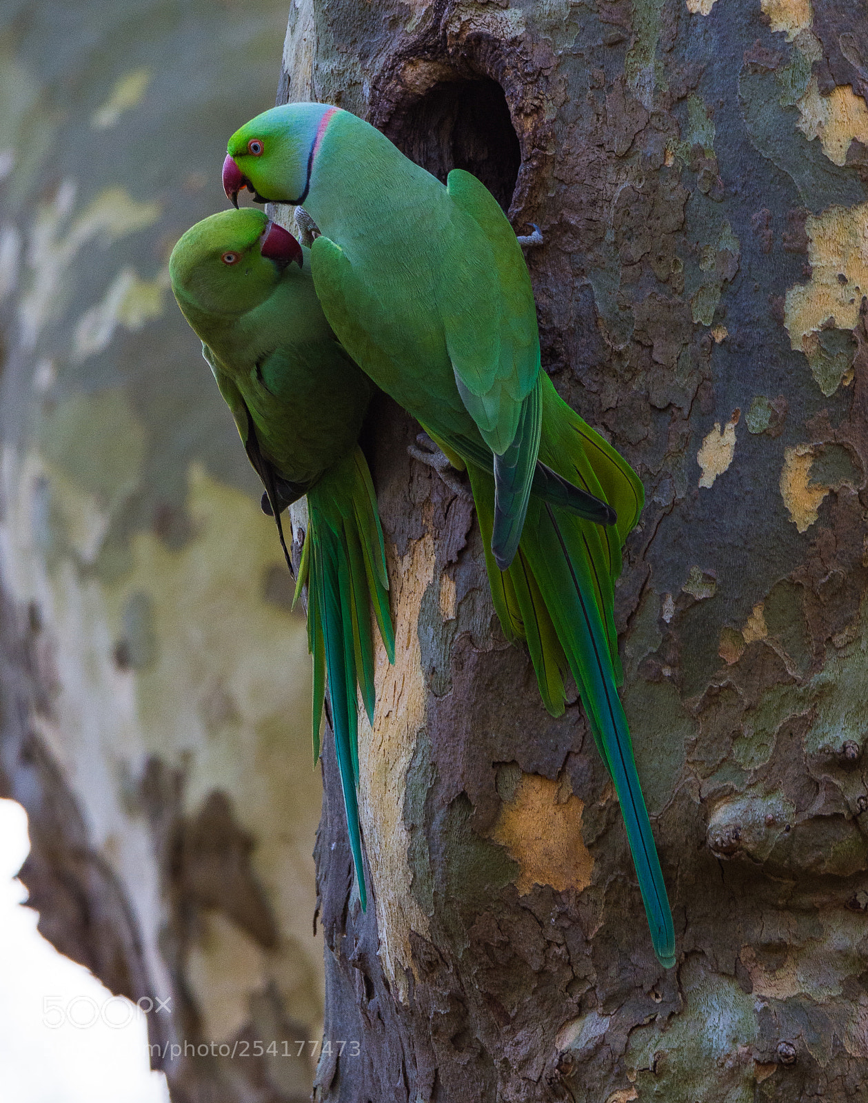 Nikon D7200 sample photo. Rose-ringed parakeet photography