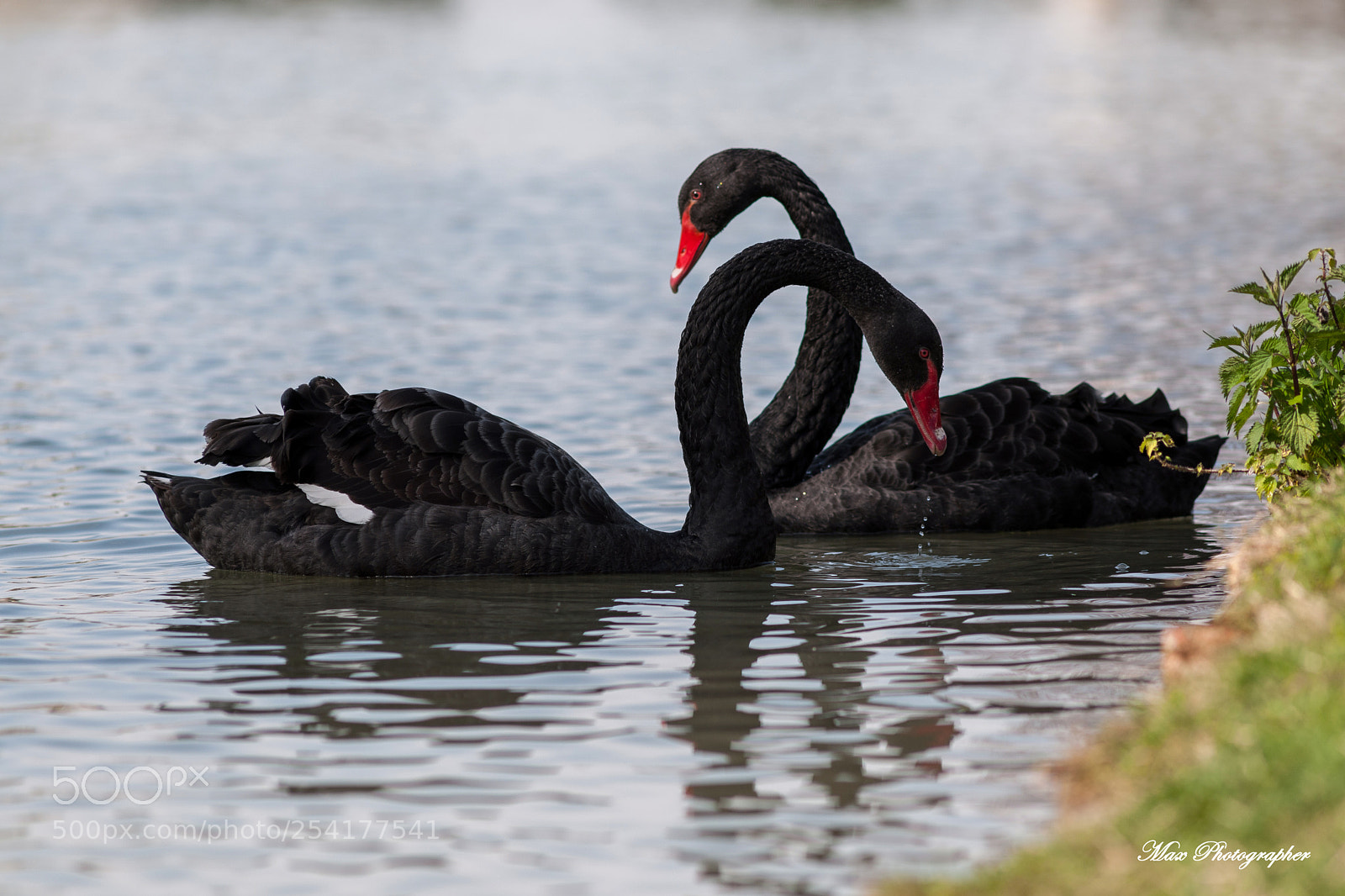 Nikon D3X sample photo. Pair of black swans photography