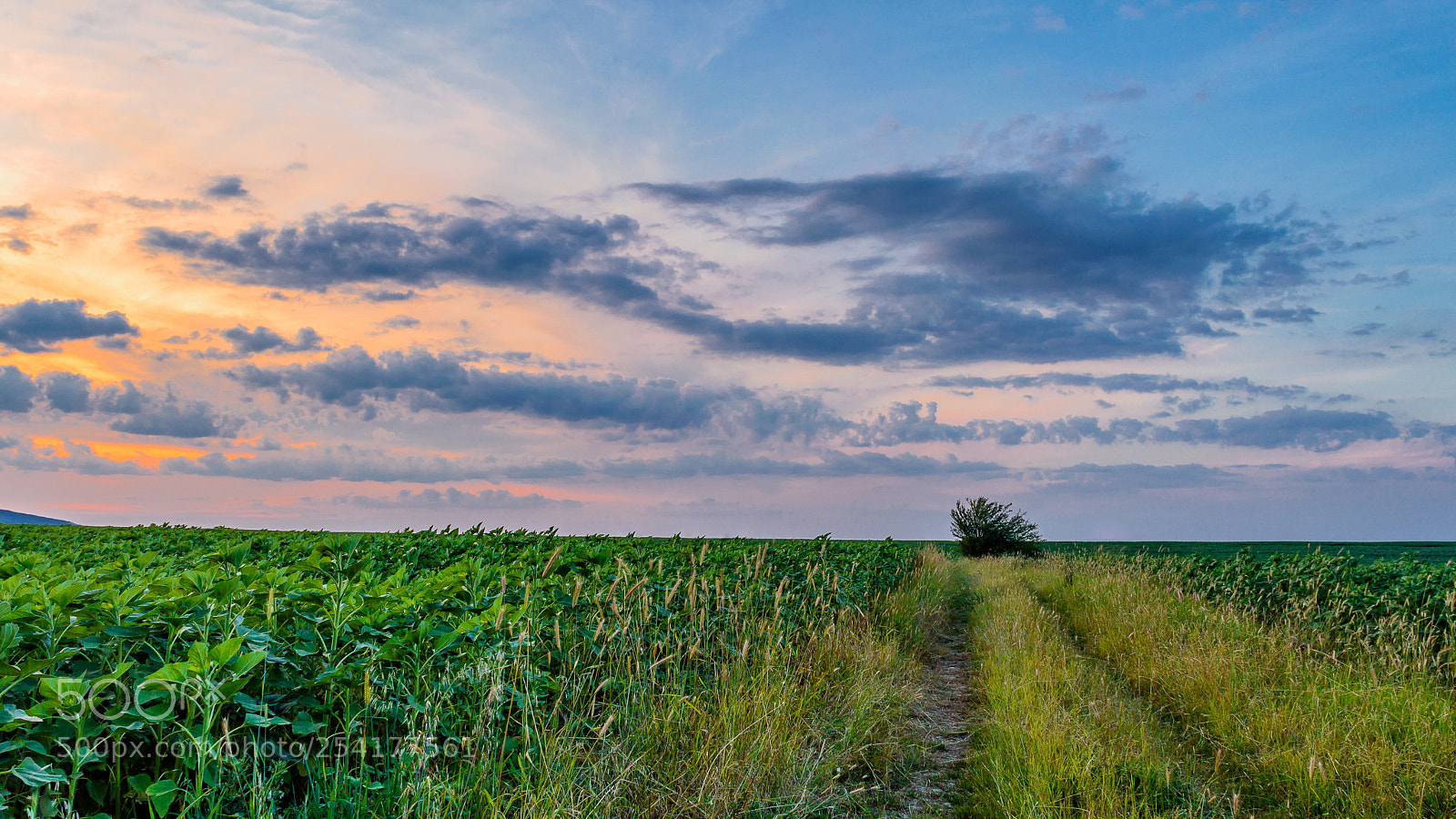 Nikon D3200 sample photo. Sunset colors between two photography