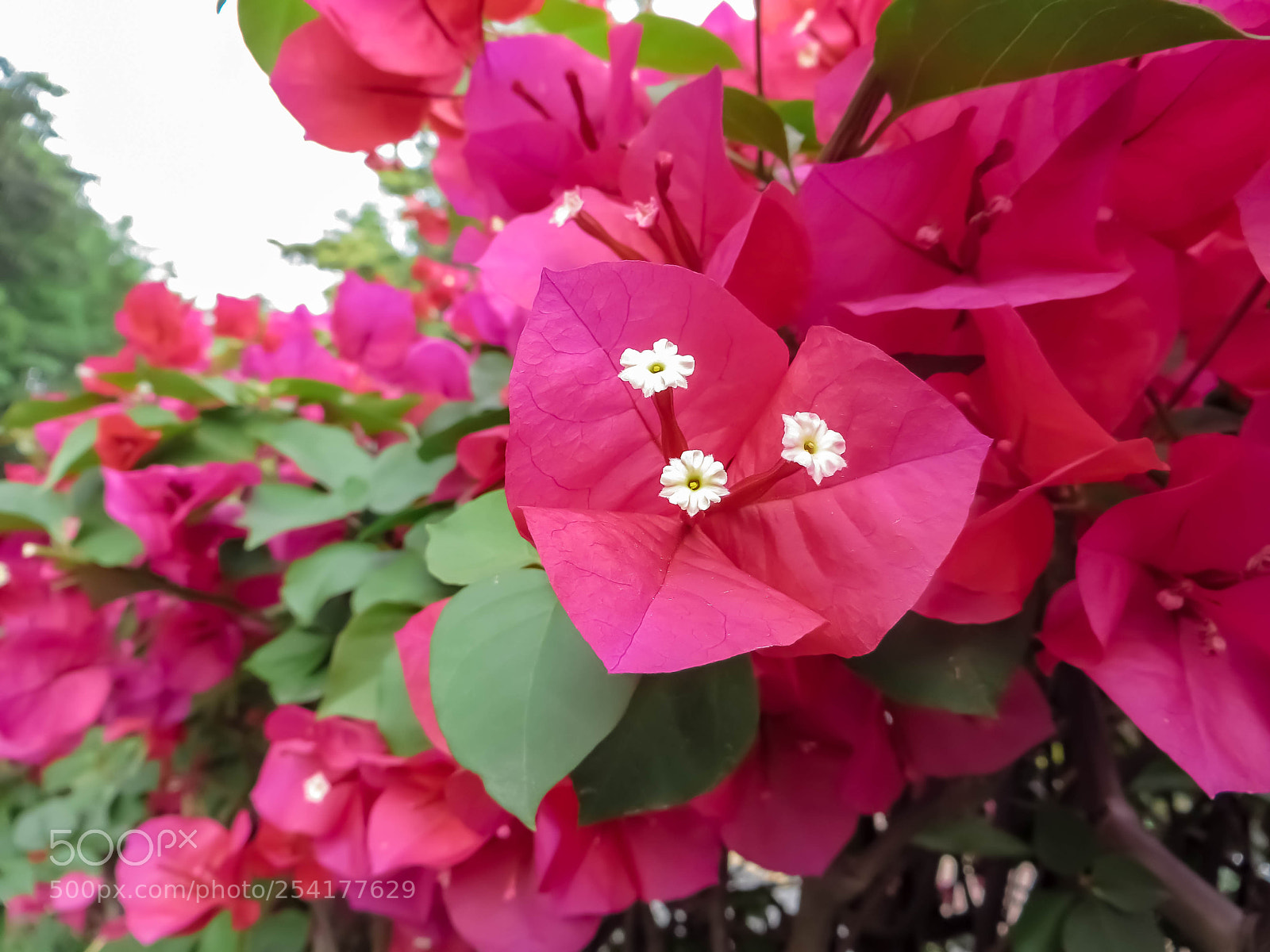 Canon PowerShot SX240 HS sample photo. 争春 photography