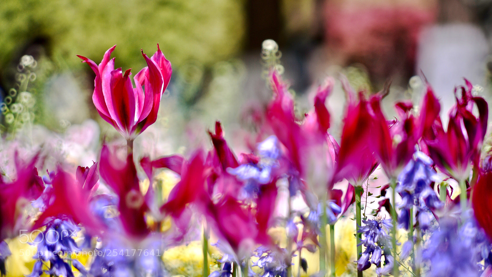 Nikon D610 sample photo. Flame photography
