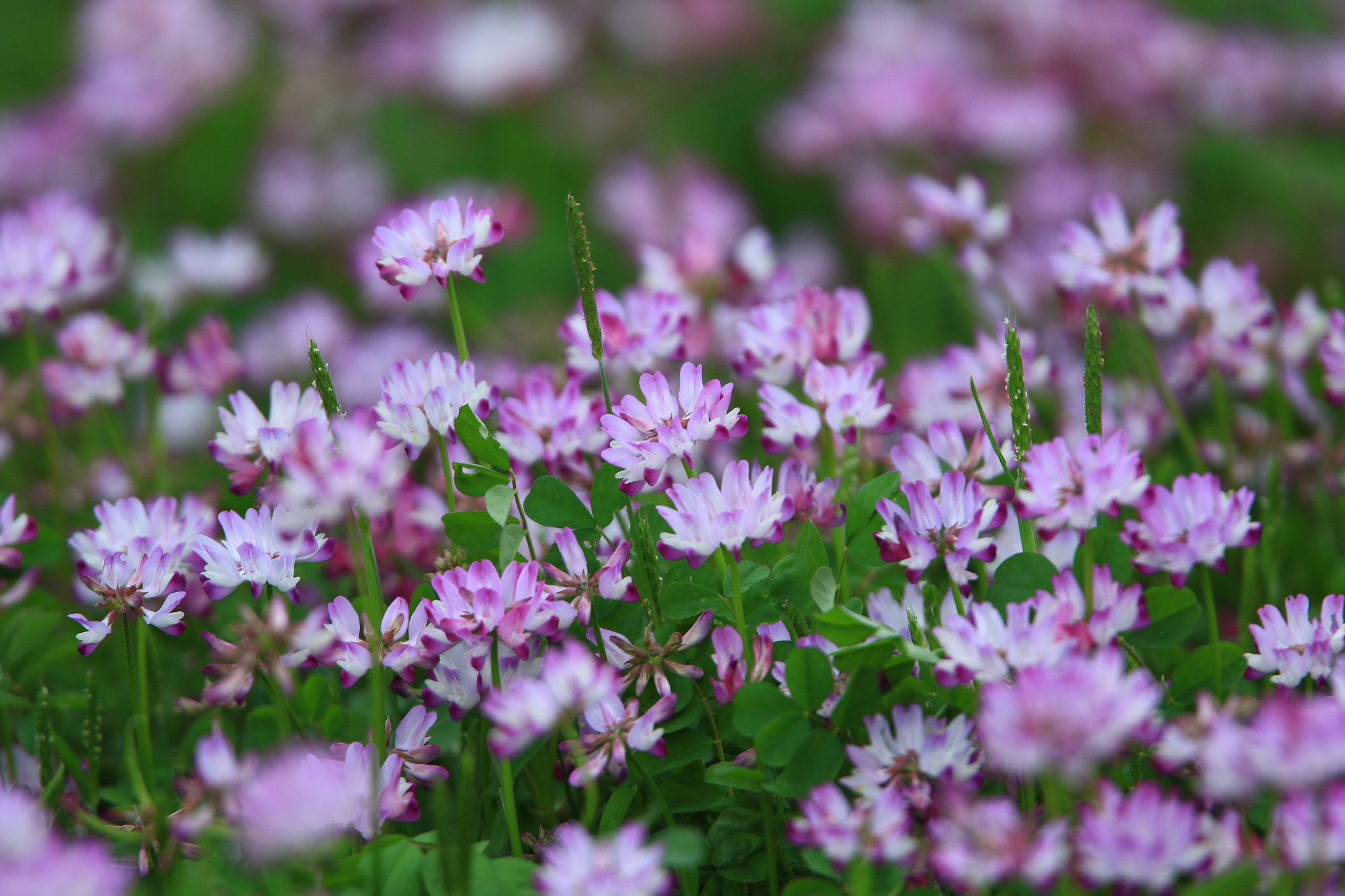 Canon EOS 7D Mark II + Canon EF 400mm F2.8L IS USM sample photo. 蓮華草  chinese milk vetch photography